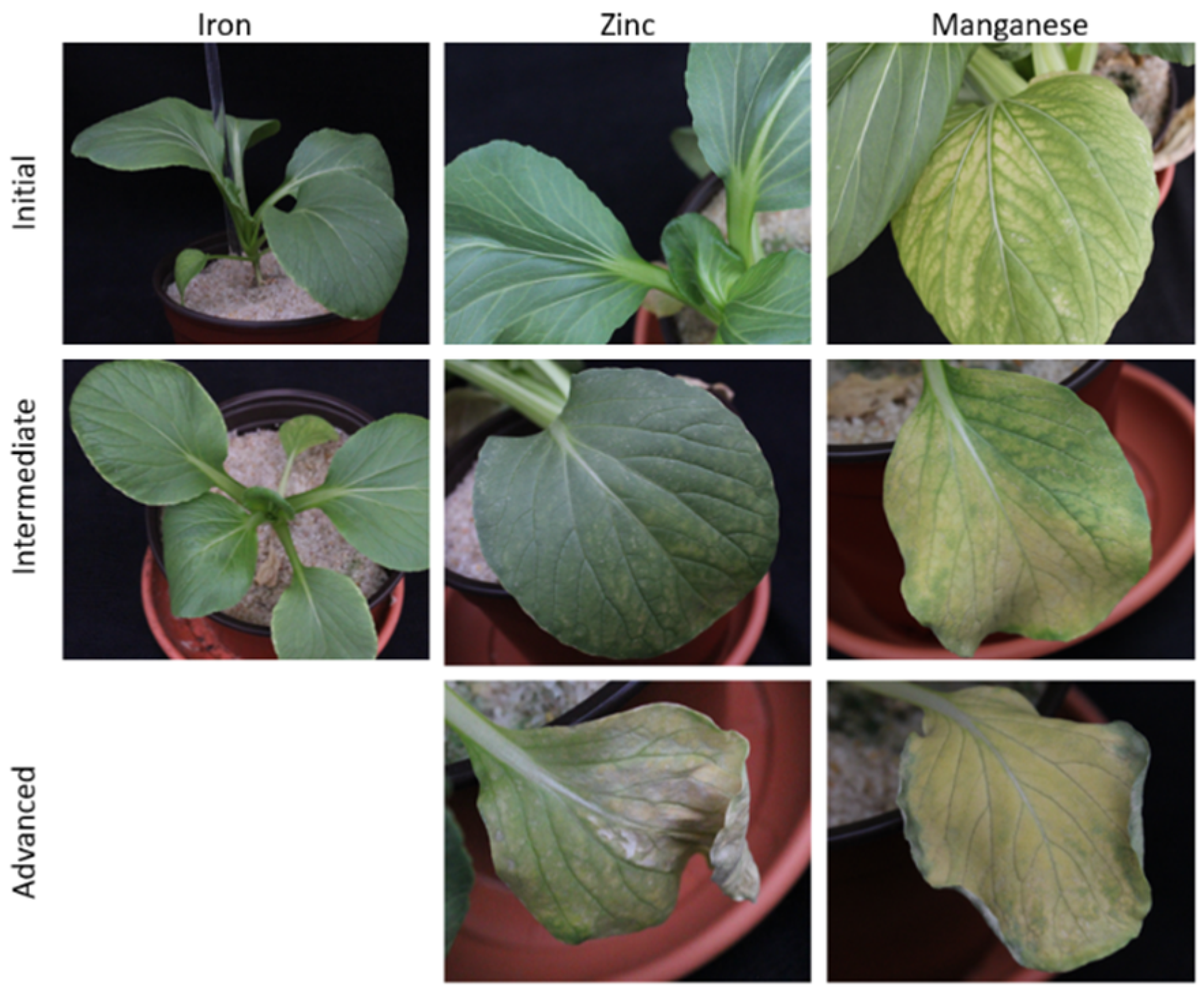 Agriculture 10 00461 g005