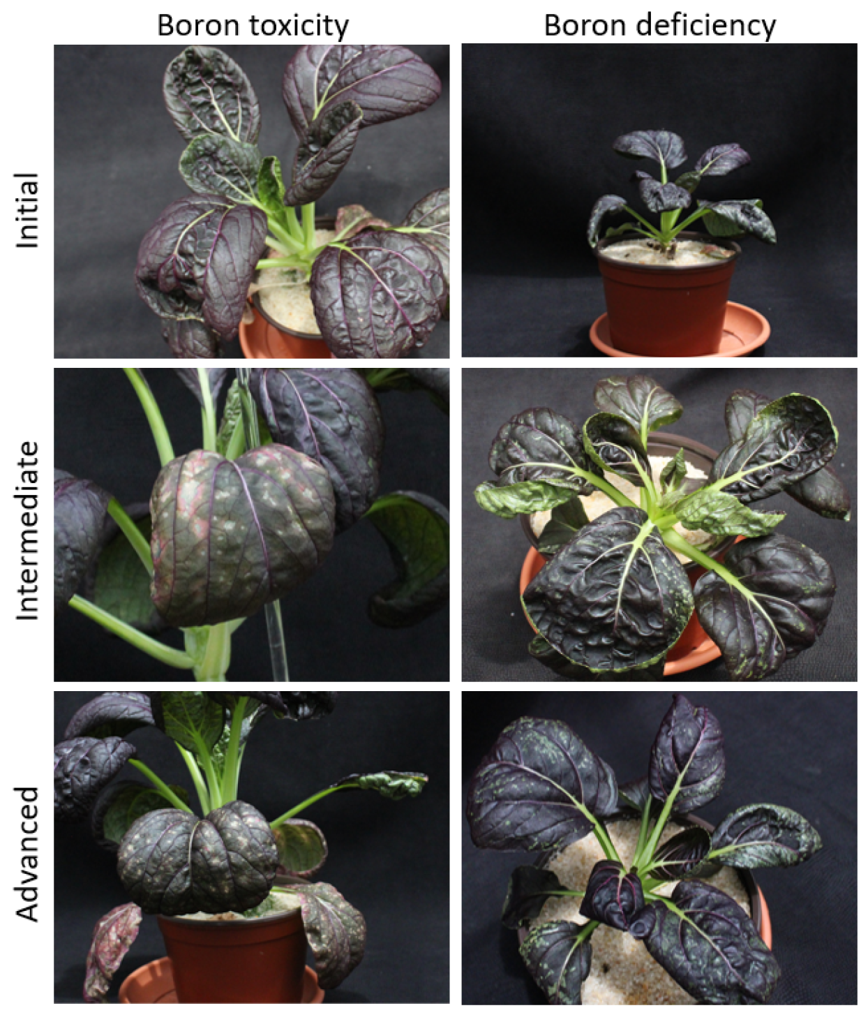 Agriculture 10 00461 g008