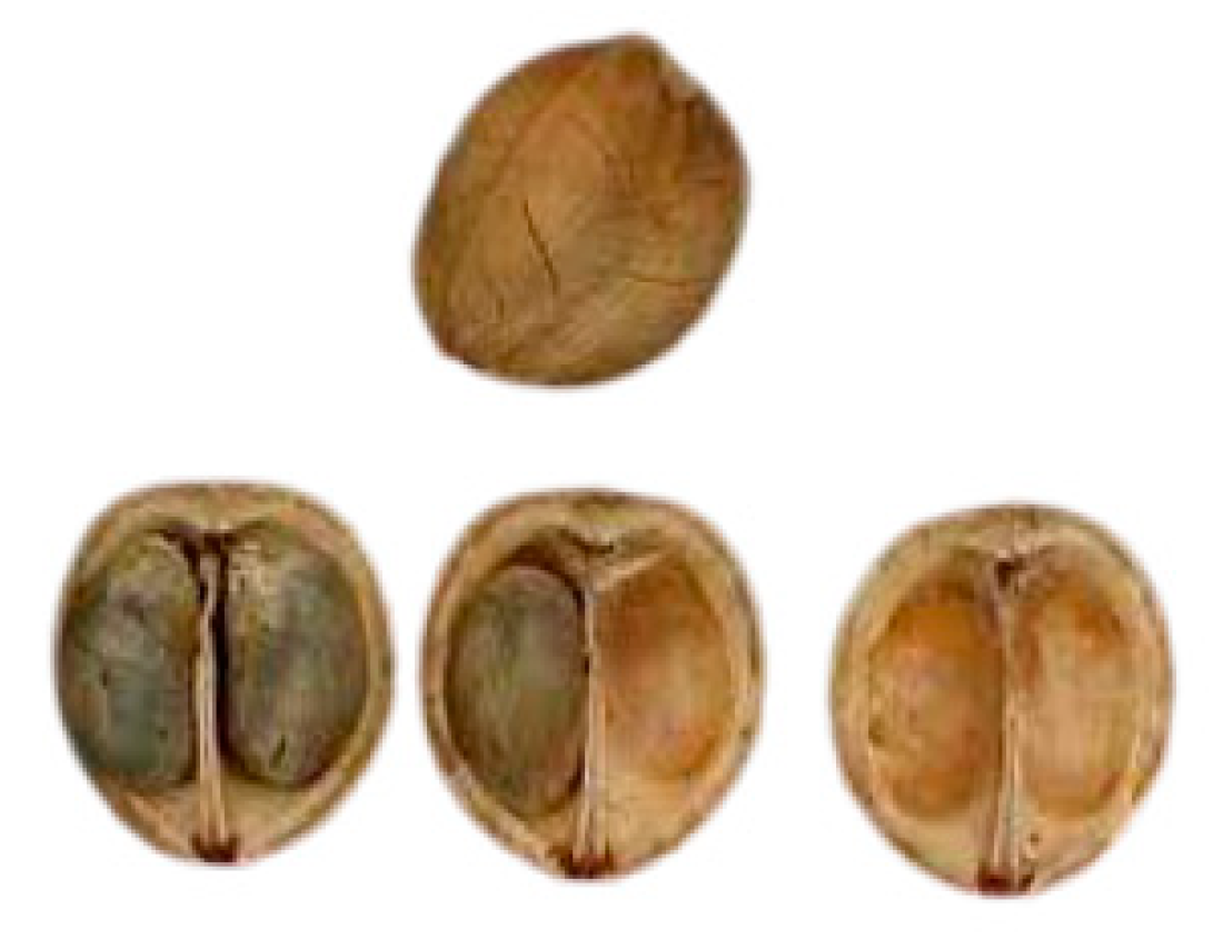 Agriculture Free Full Text Design And Analysis Of An Automatic Shell Cracking Machine Of Metohuayo Caryodendron Orinocense Karst With A Capacity Of 50 Kg H Html