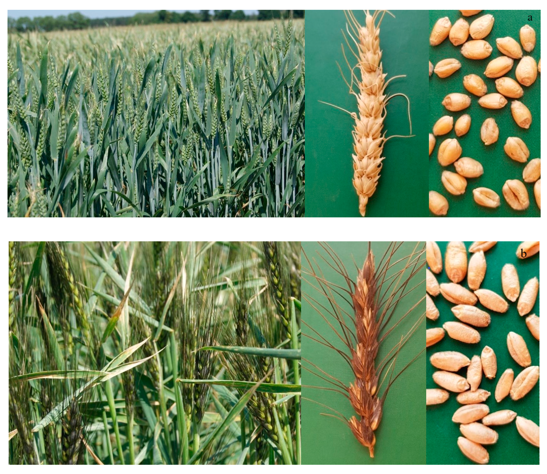 Agriculture | Free Full-Text | Ancient Wheat Species (Triticum  sphaerococcum Perc. and T. persicum Vav.) in Organic Farming: Influence of  Sowing Density on Agronomic Traits, Pests and Diseases Occurrence, and Weed  Infestation