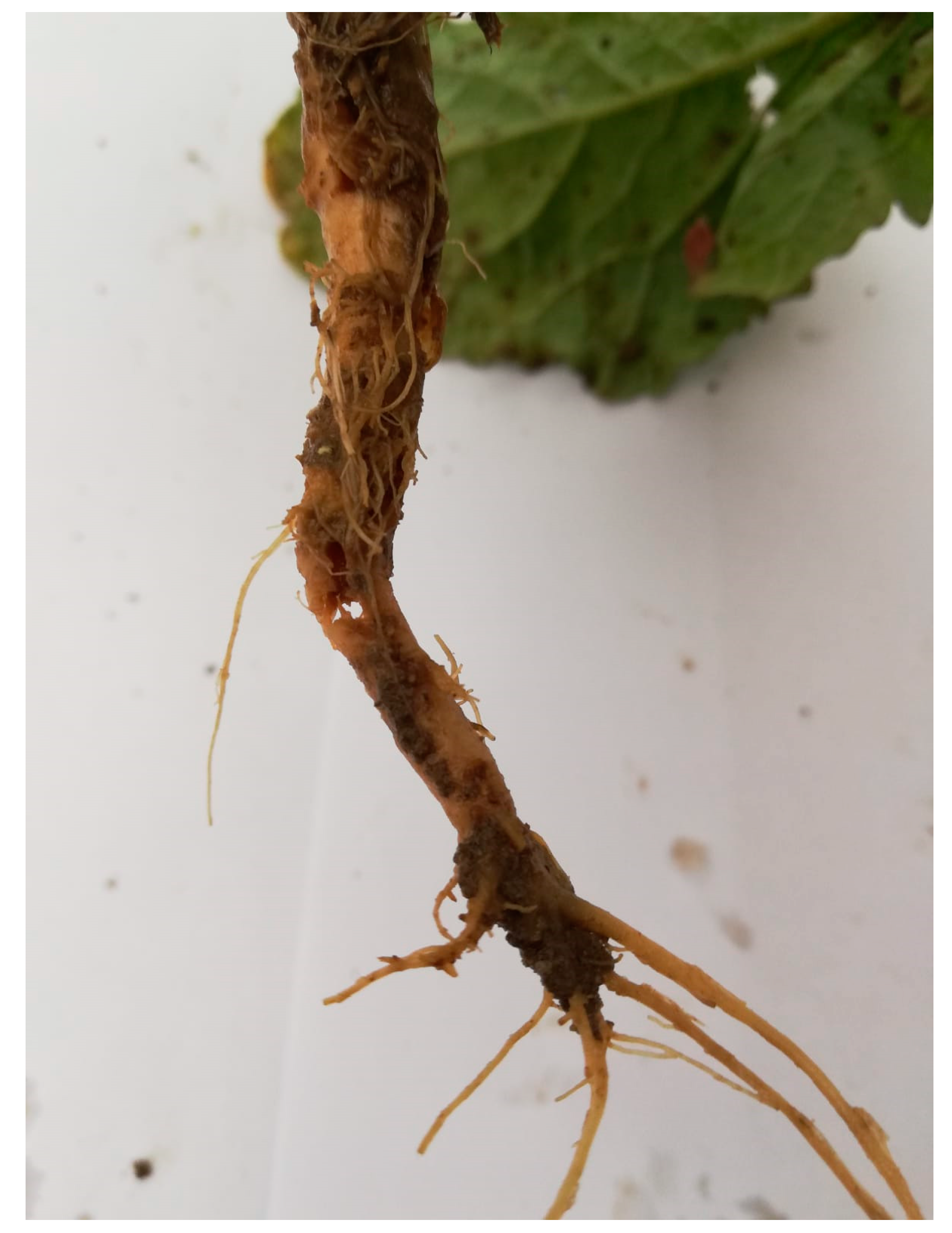 Agriculture 11 00094 g002