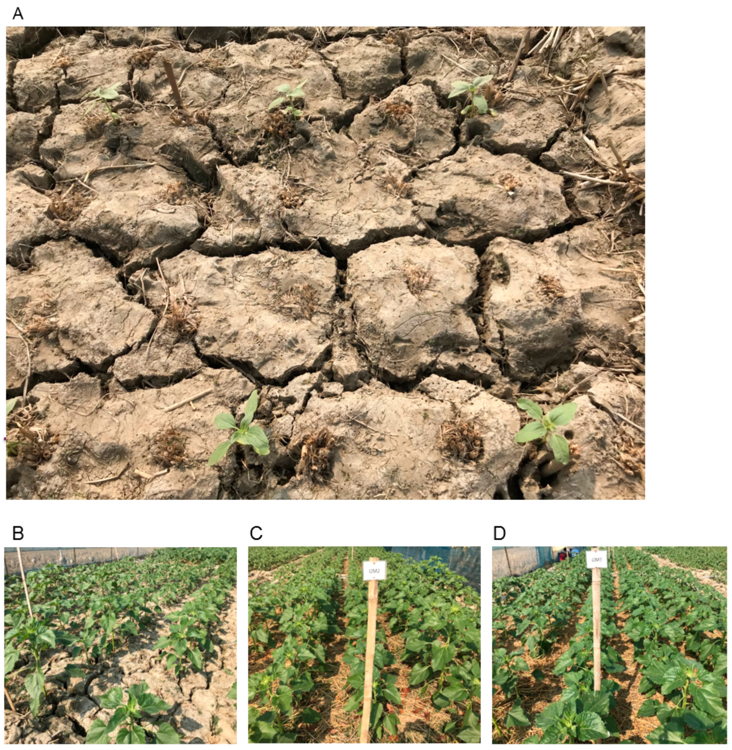 Agriculture 11 00264 g002