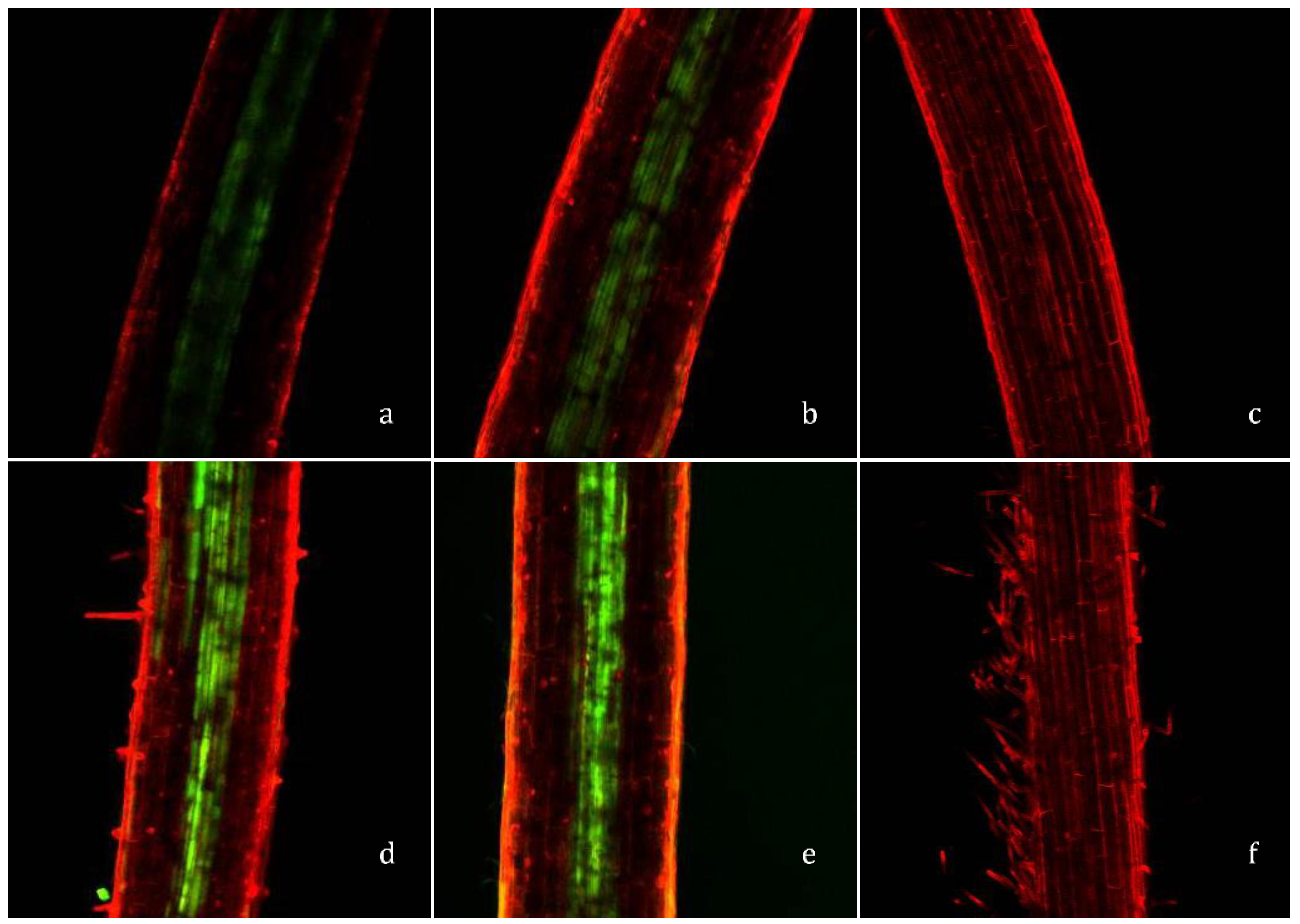 Agriculture 11 00271 g005