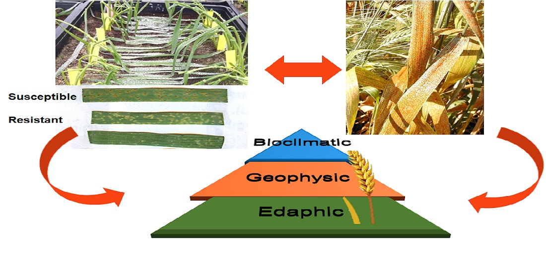 Agriculture | Free Full-Text | Evaluation of Leaf Rust Resistance in the  Spanish Core Collection of Tetraploid Wheat Landraces and Association with  Ecogeographical Variables | HTML