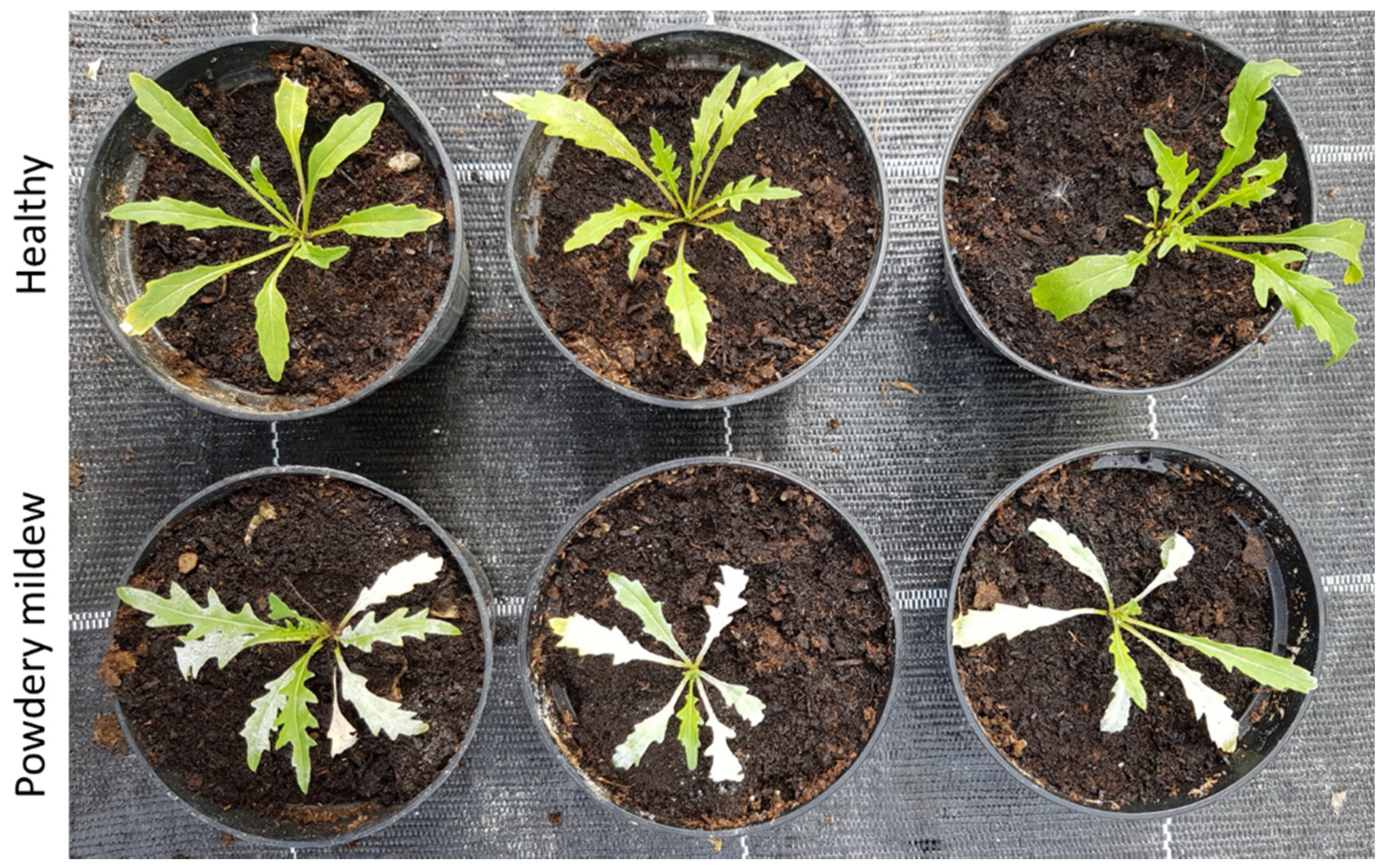 Agriculture 11 00337 g003 Agriculture 11 00337 g003