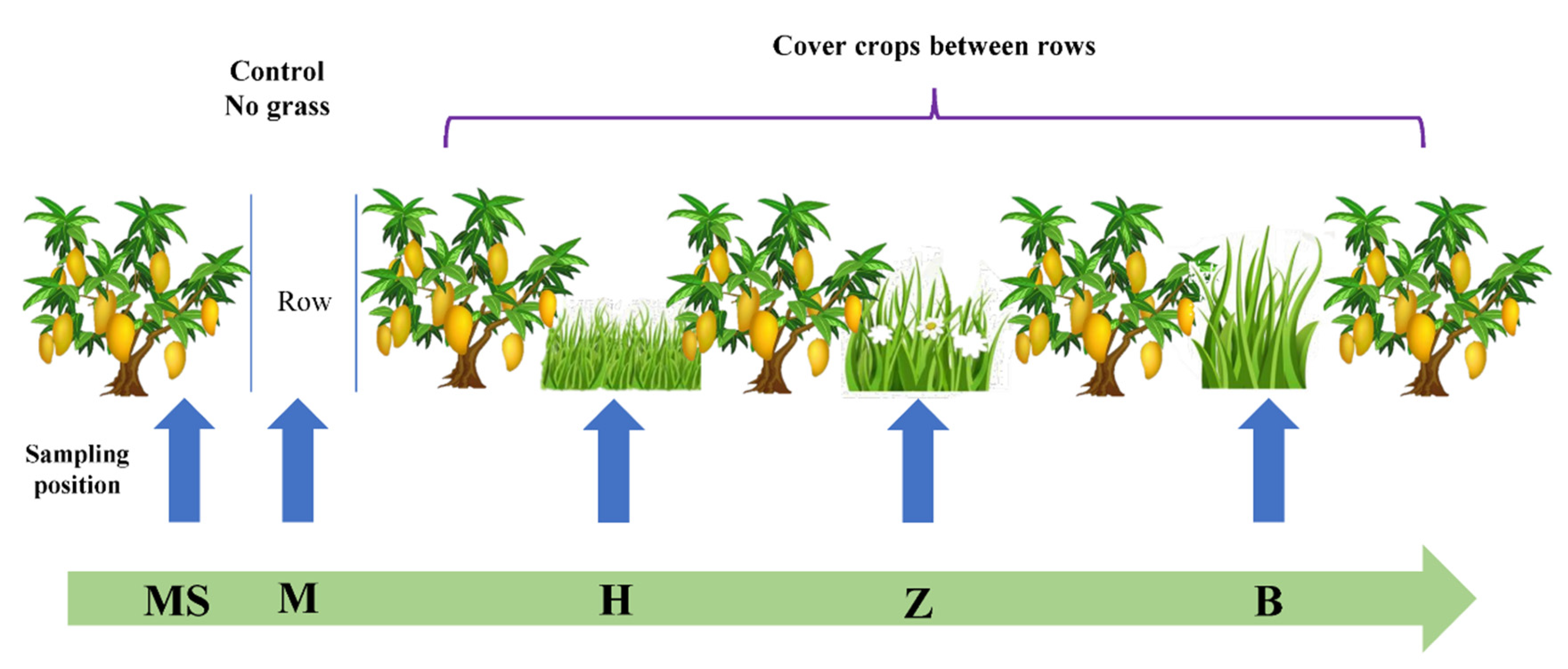 Agriculture | Free Full-Text | Cover Cropping Impacts Soil Microbial  Communities and Functions in Mango Orchards