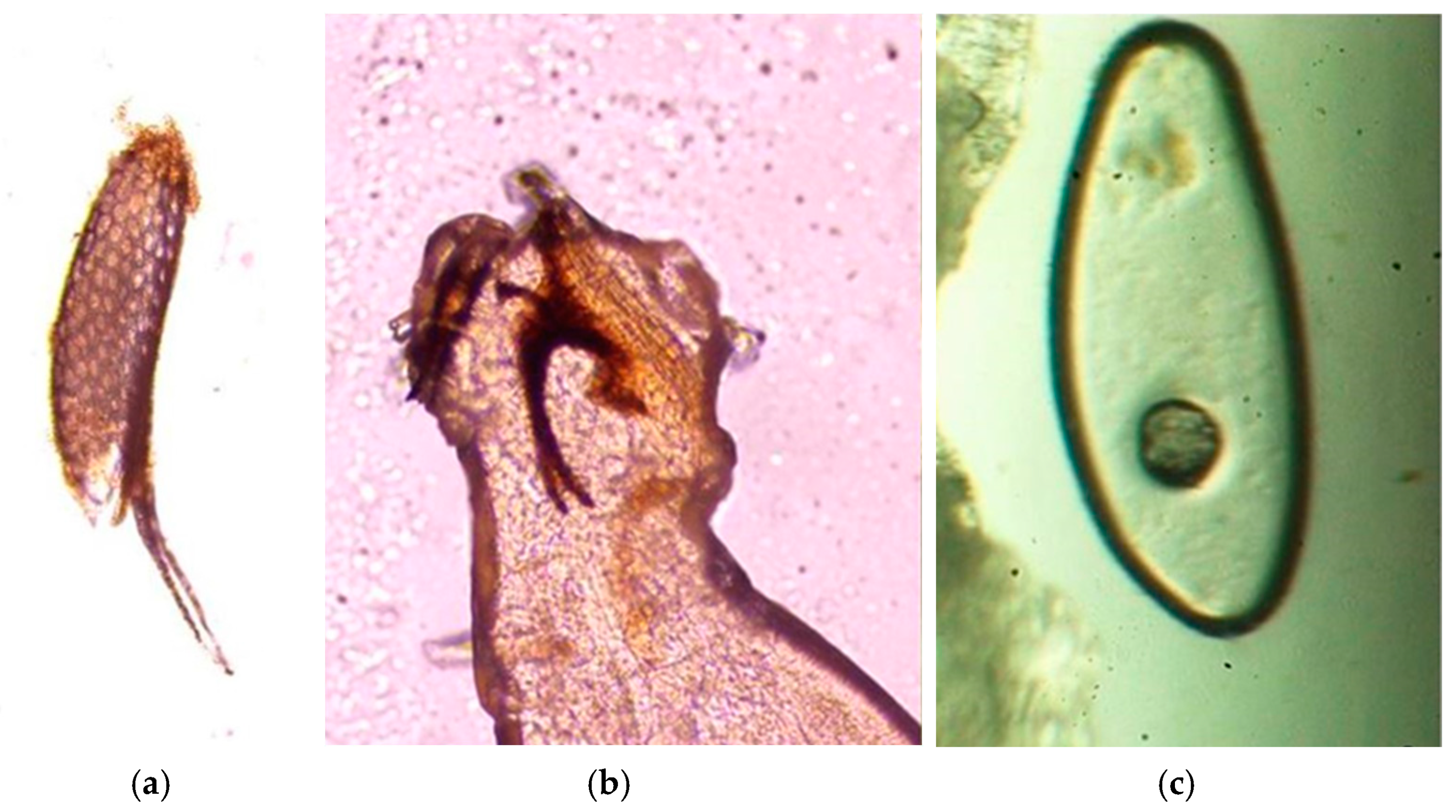 Agriculture 11 00525 g003 Agriculture 11 00525 g003