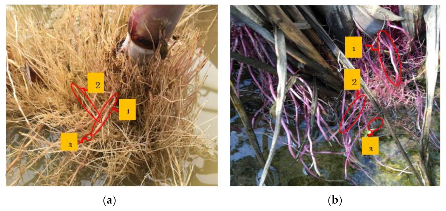 Agriculture 11 00613 g002