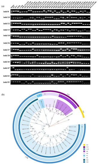 Development of InDel markers for interspecific hybridization