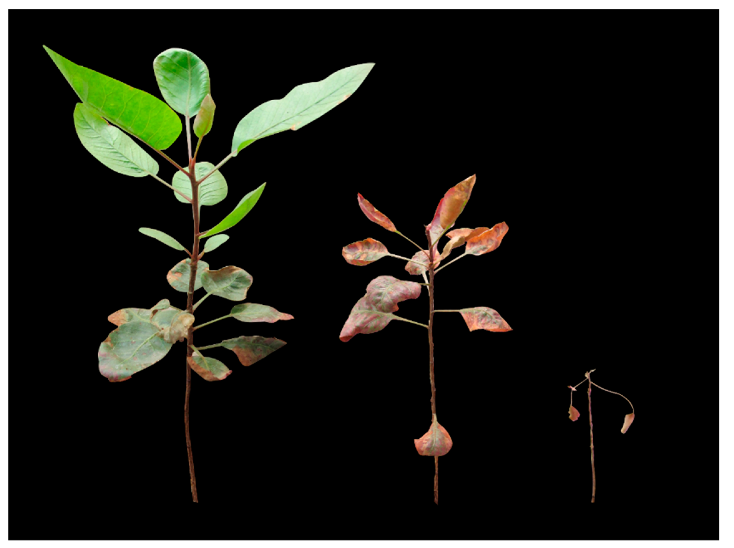 Agriculture 11 00708 g001