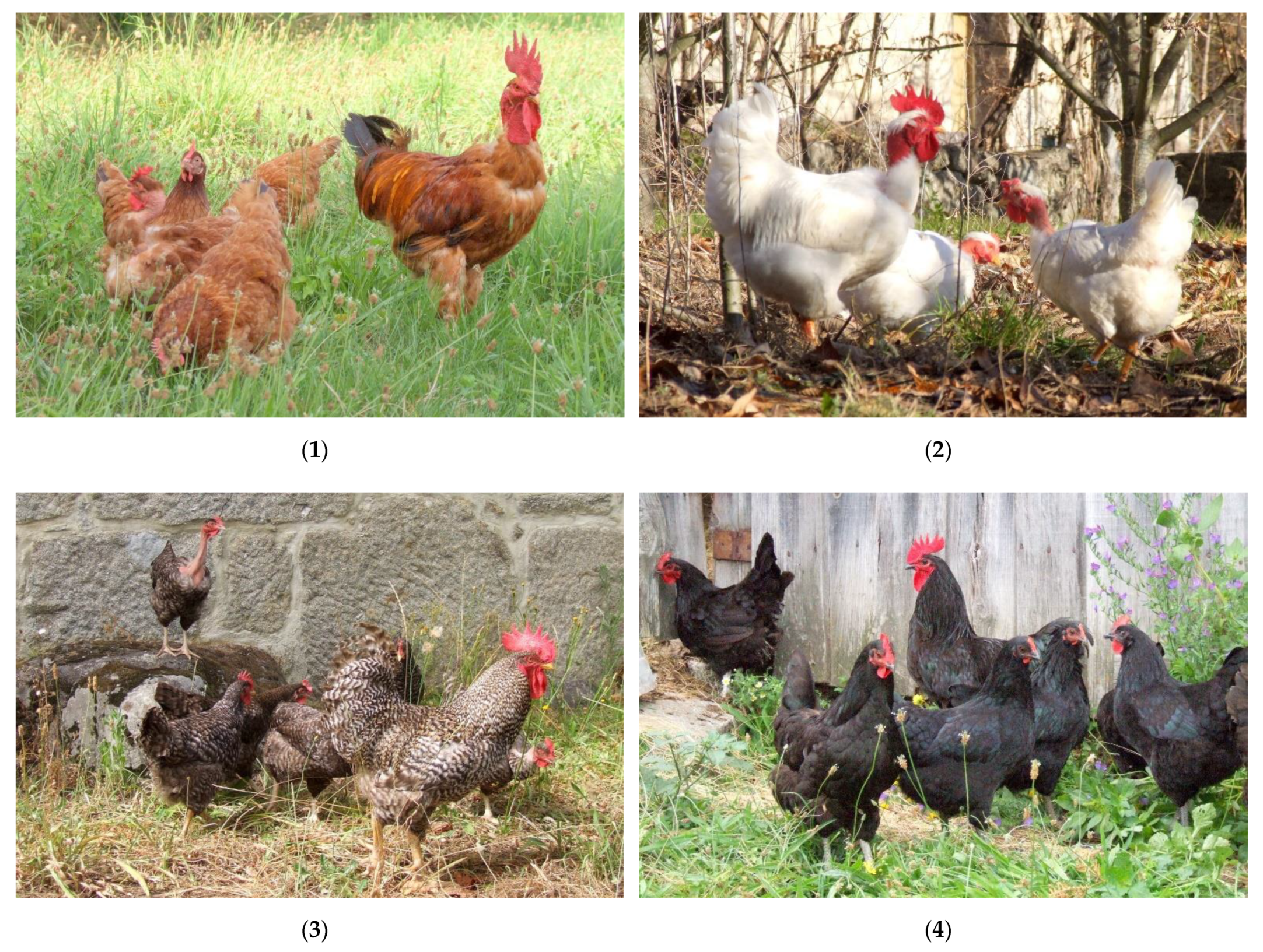Chicken breeds: 12 of the best for beginner keepers 