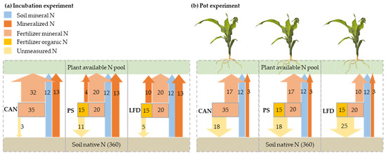 Split-pot system used in experiments to separate seminal and nodal