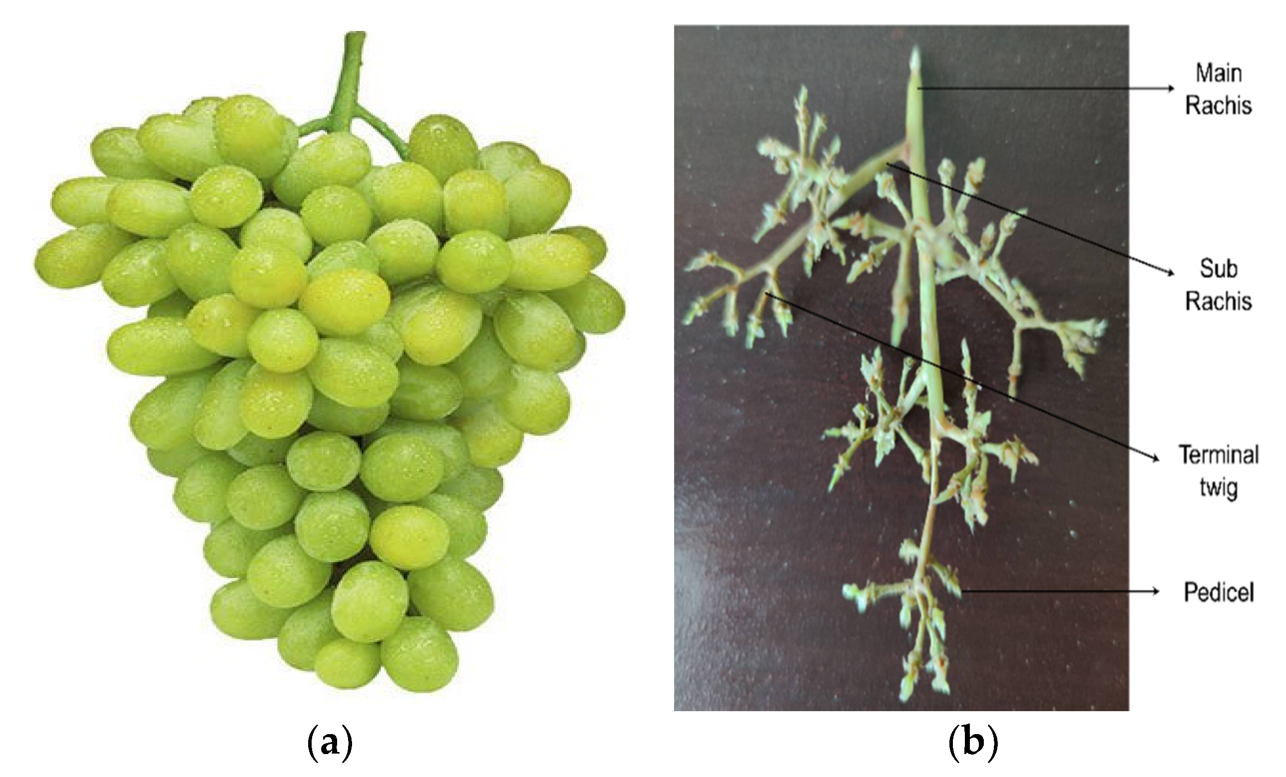 Agriculture | Free Full-Text | Experimental Research on Grape Cluster  Vibration Signals during Transportation and Placing for Harvest and  Post-Harvest Handling