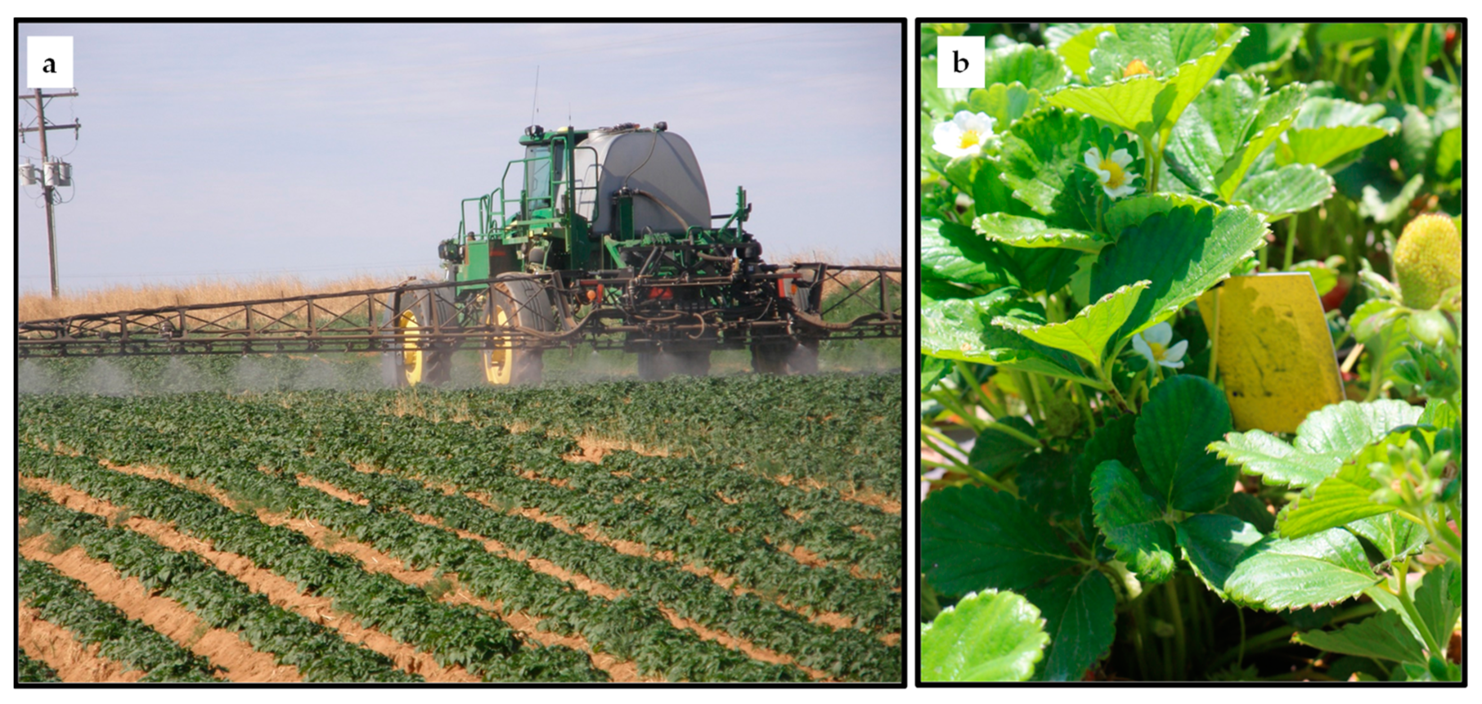 Image of Hills airblast sprayer being used to apply pesticide to large area