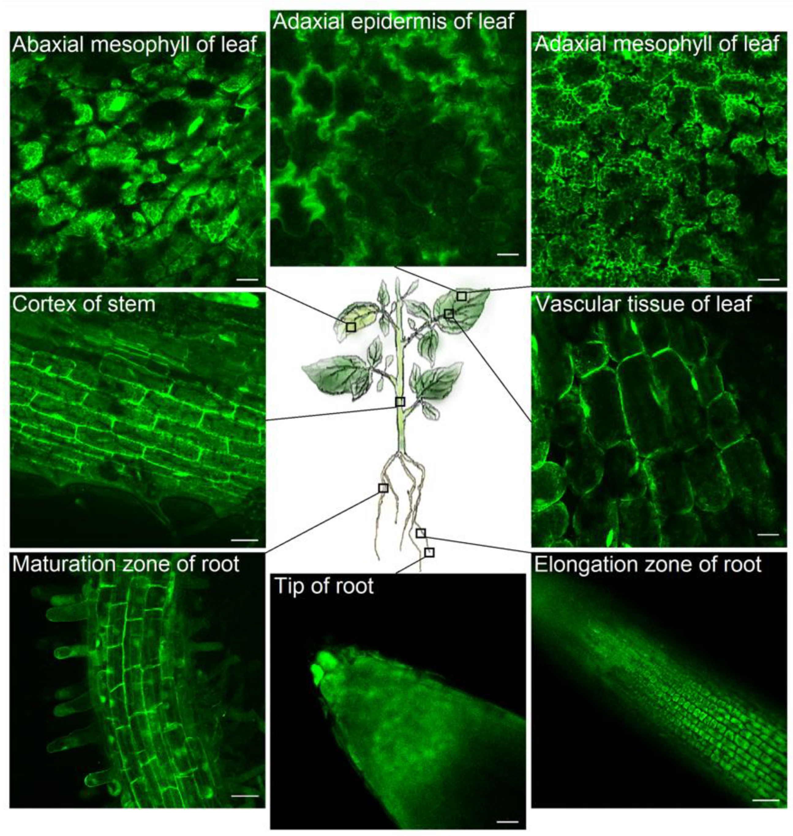 Agriculture 11 01131 g003