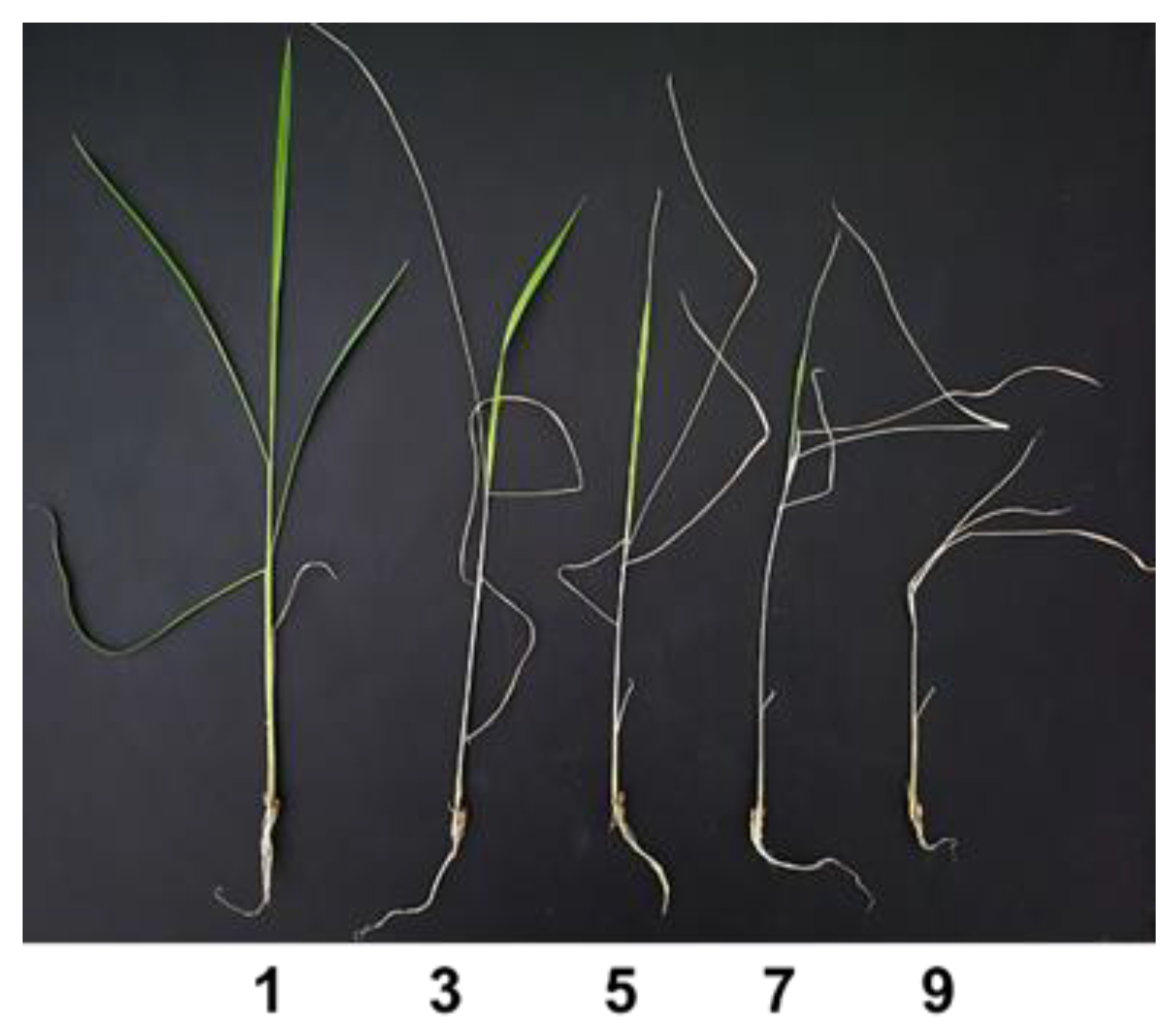 Agriculture | Free Full-Text | Genome-Wide Association Study for