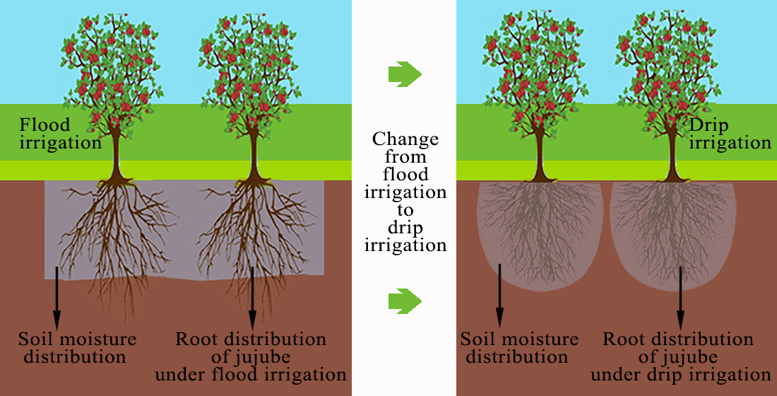 Agriculture Free FullText Adapting Root Distribution and Improving