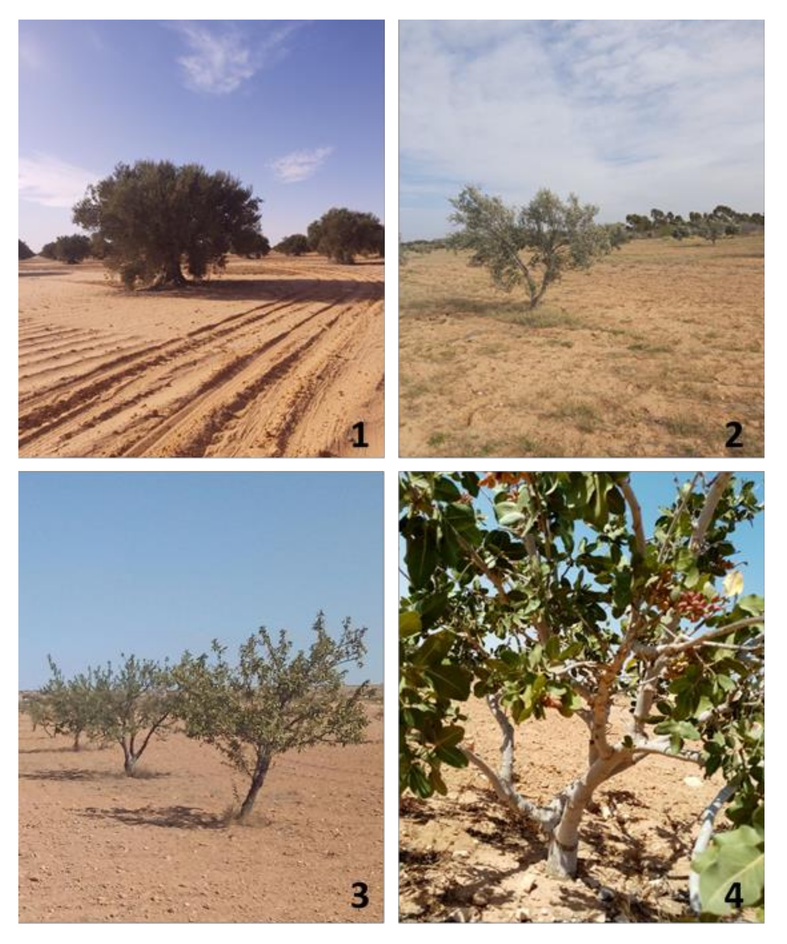 Agriculture 11 01267 g002 Agriculture 11 01267 g002