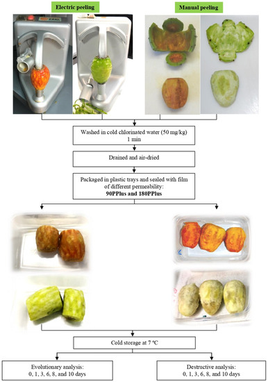 Agriculture | Free Full-Text | Effects of Peeling, Film Packaging, and Cold  Storage on the Quality of Minimally Processed Prickly Pears (Opuntia  ficus-indica L. Mill.)
