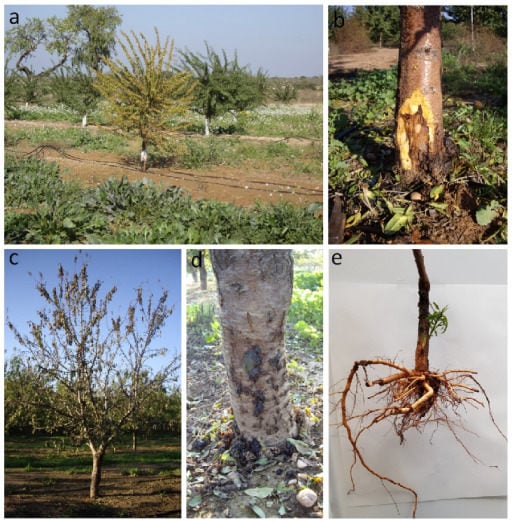 Agriculture | Free Full-Text | Survey of Oomycetes Associated with Root and  Crown Rot of Almond in Spain and Pathogenicity of Phytophthora  niederhauserii and Phytopythium vexans to &lsquo;Garnem&rsquo; Rootstock