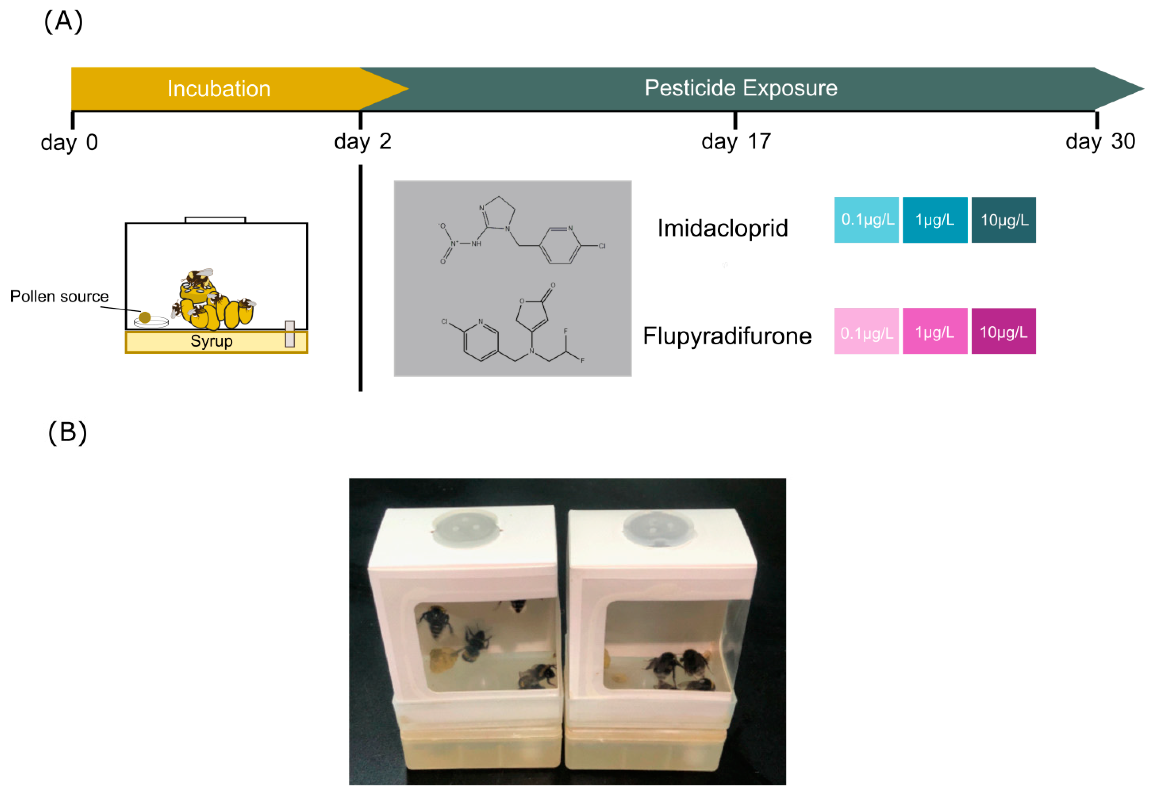 Agriculture | Free Full-Text | Impacts of Imidacloprid and 