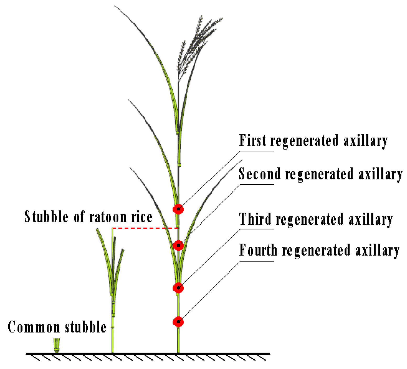 Agriculture 12 00620 g002