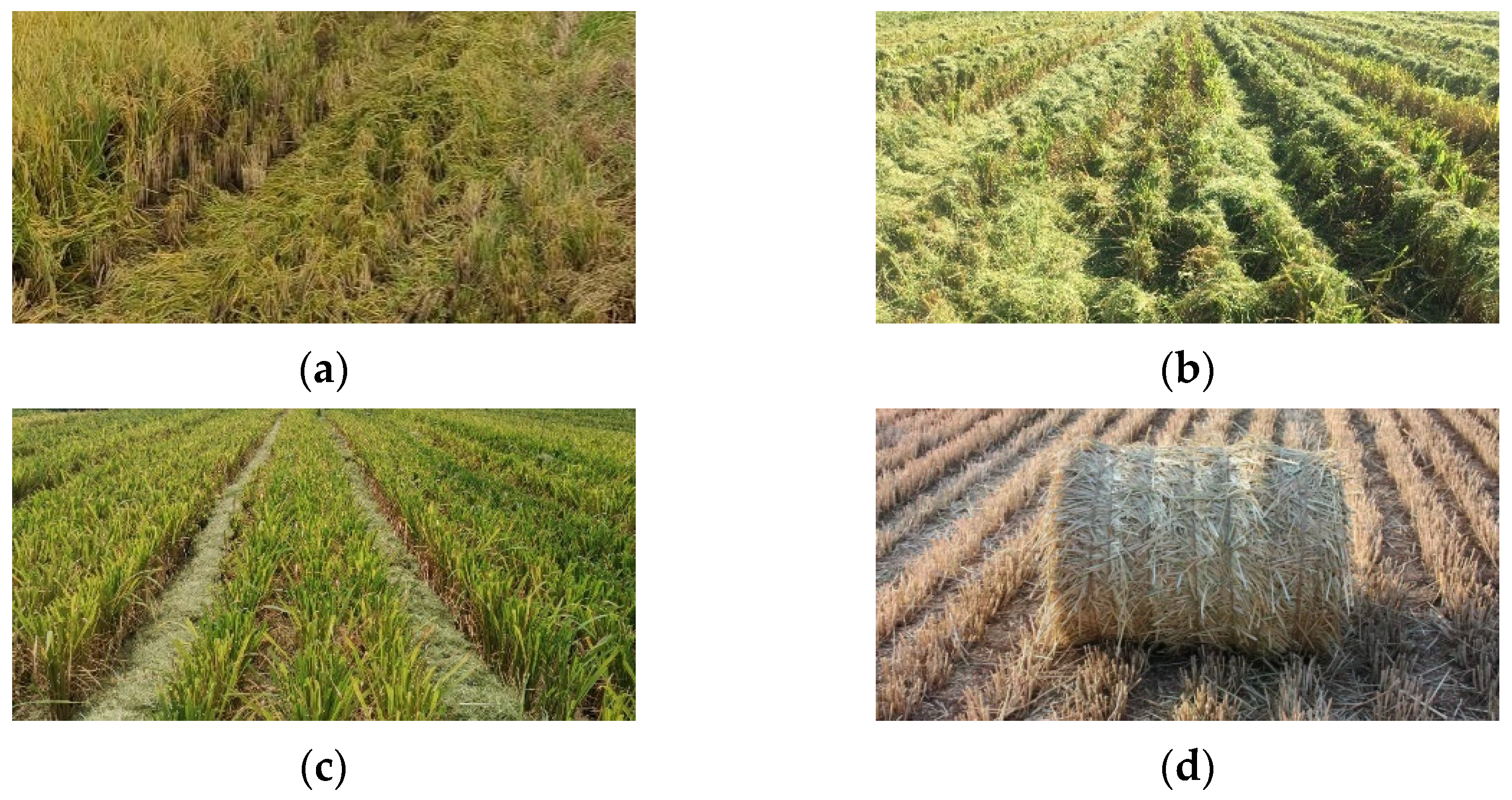 Agriculture 12 00620 g012