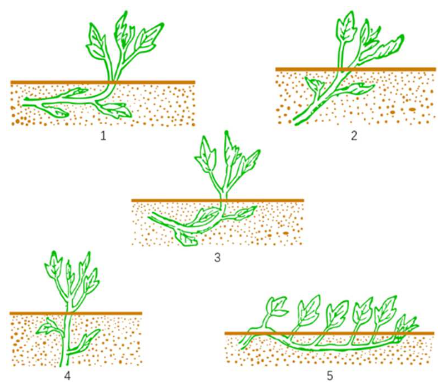 Agriculture 12 00675 g001