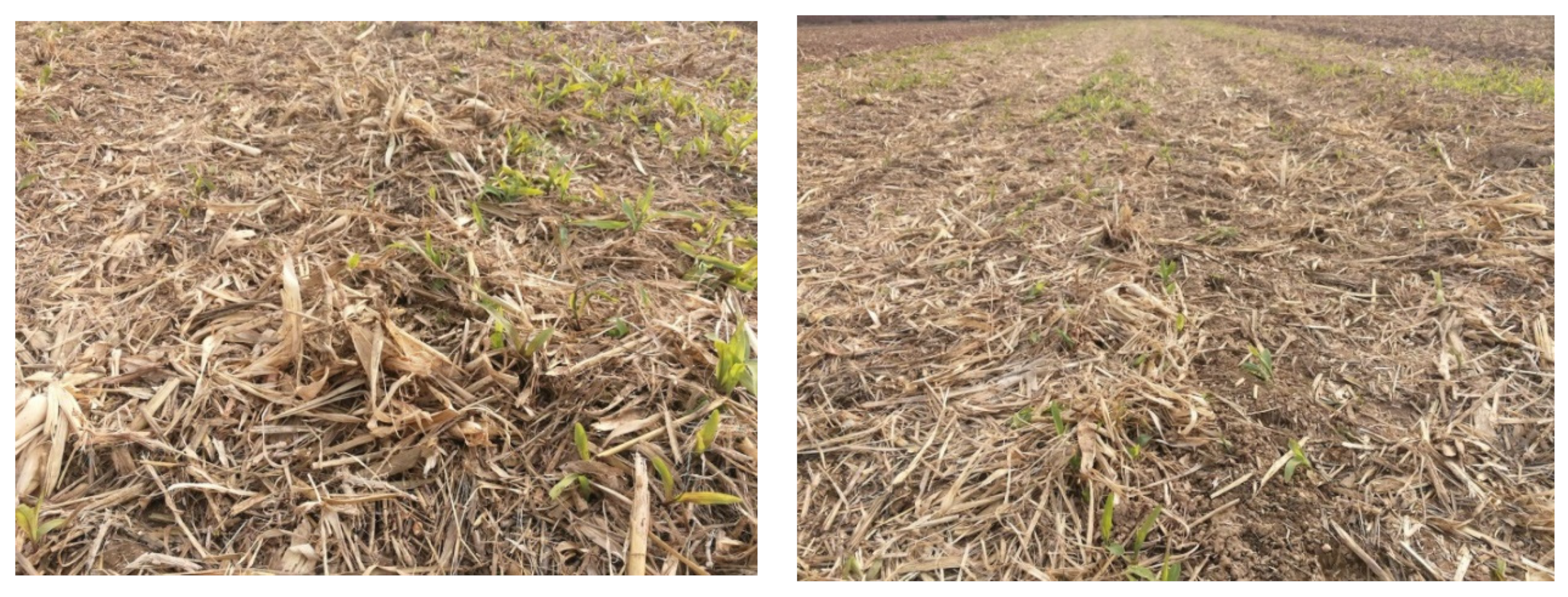 Agriculture 12 00896 g004