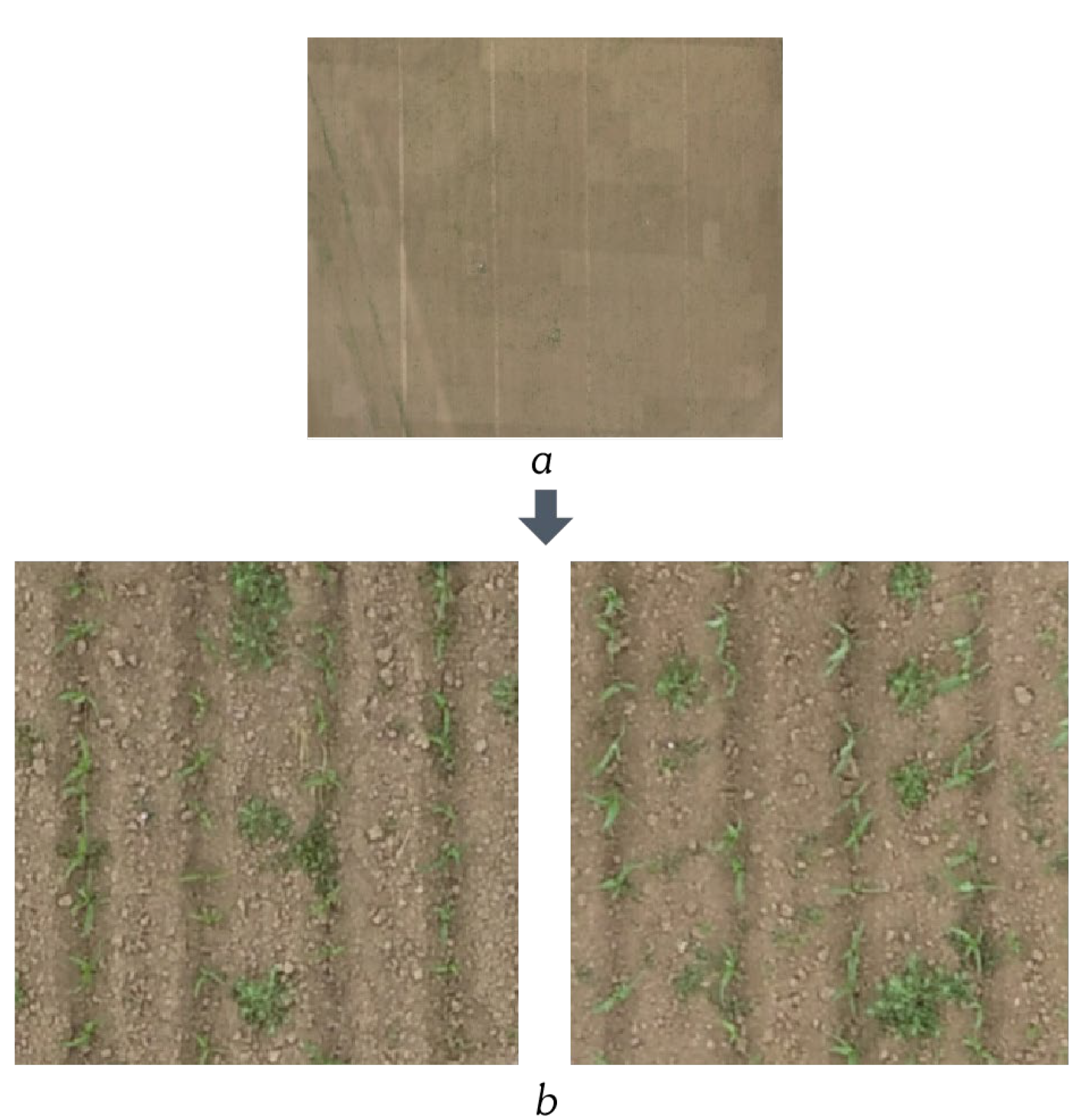 Agriculture 12 00975 g003