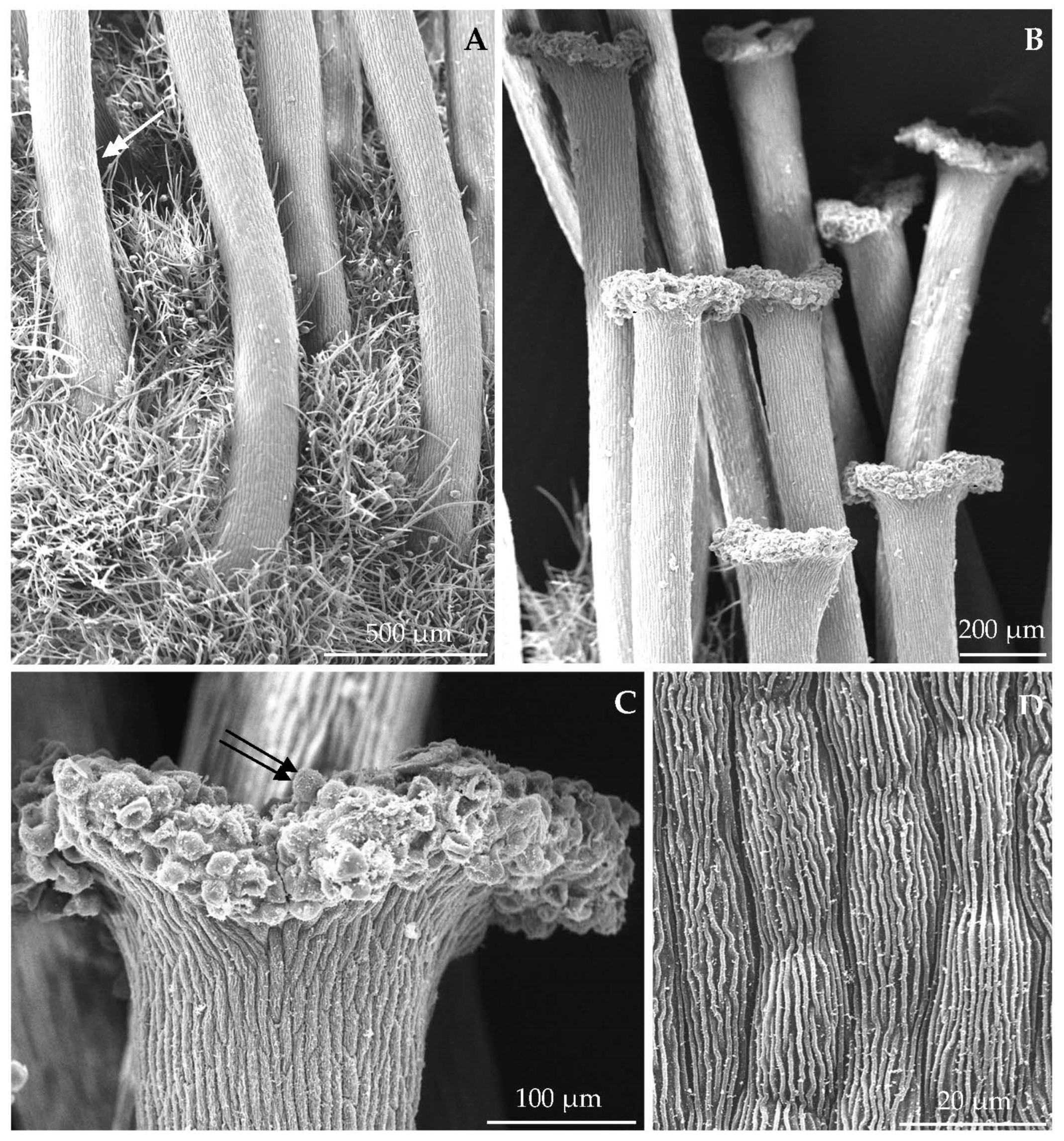 Agriculture 12 01017 g004