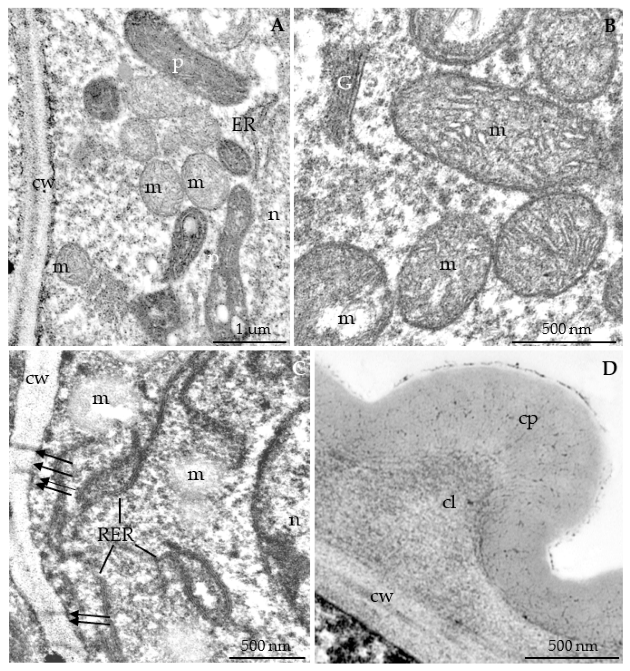 Agriculture 12 01017 g014