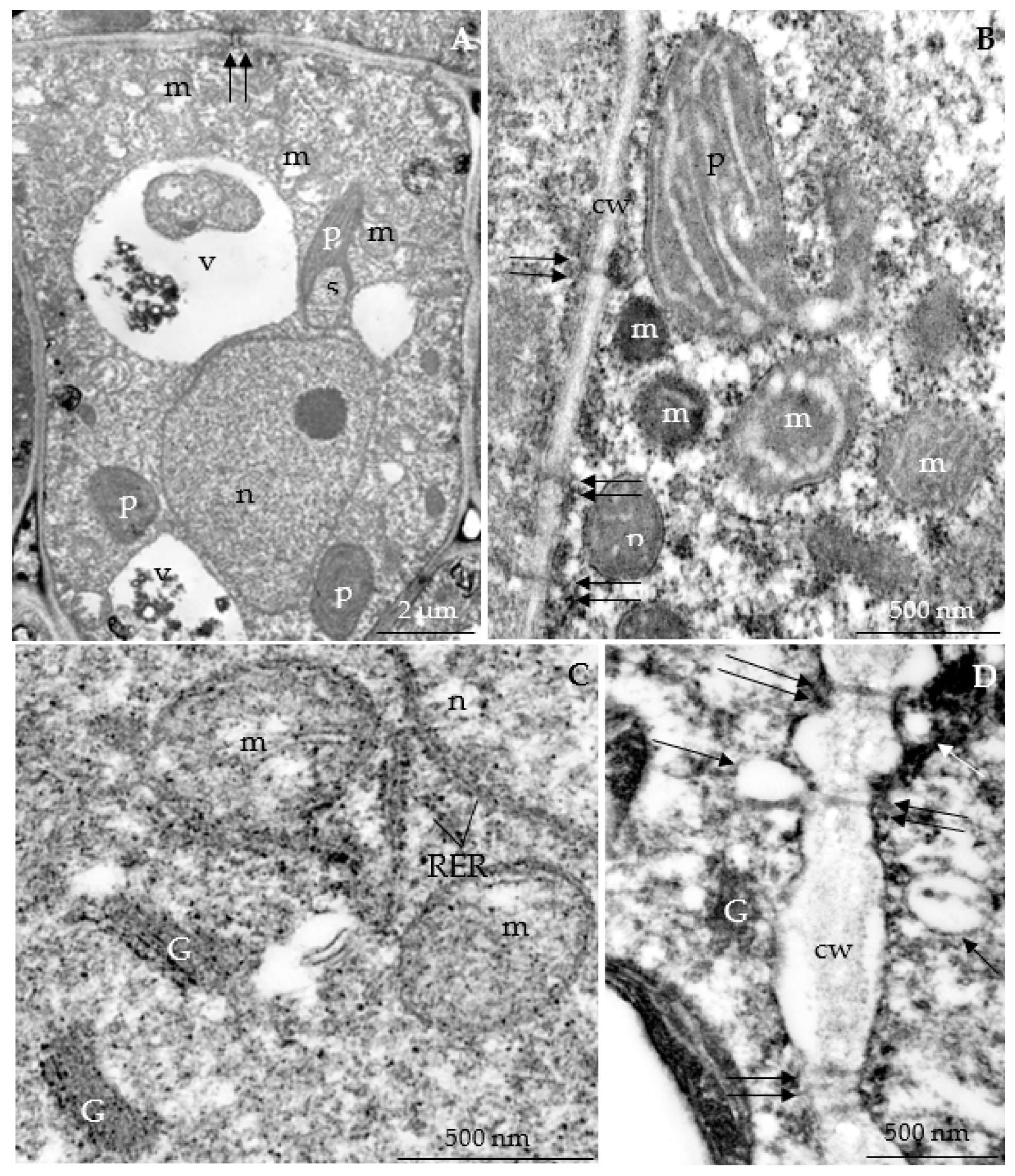 Agriculture 12 01017 g020