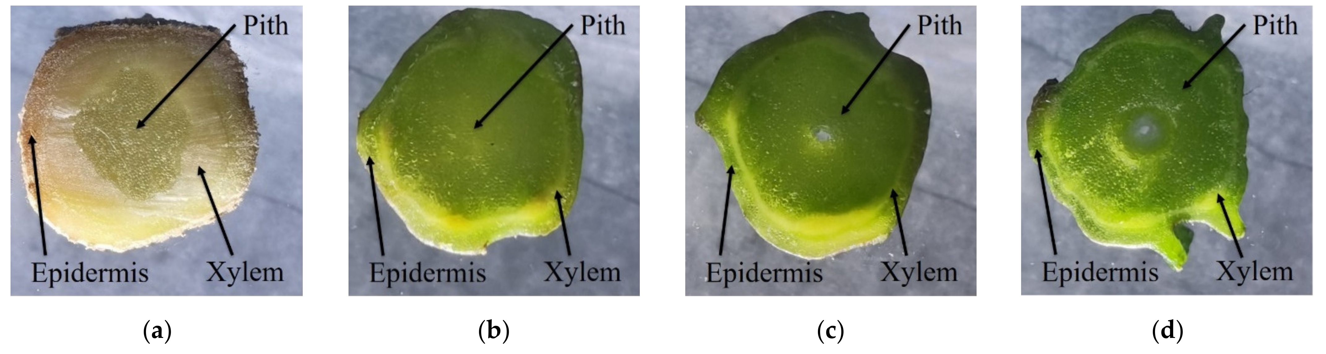 Agriculture 12 01026 g010