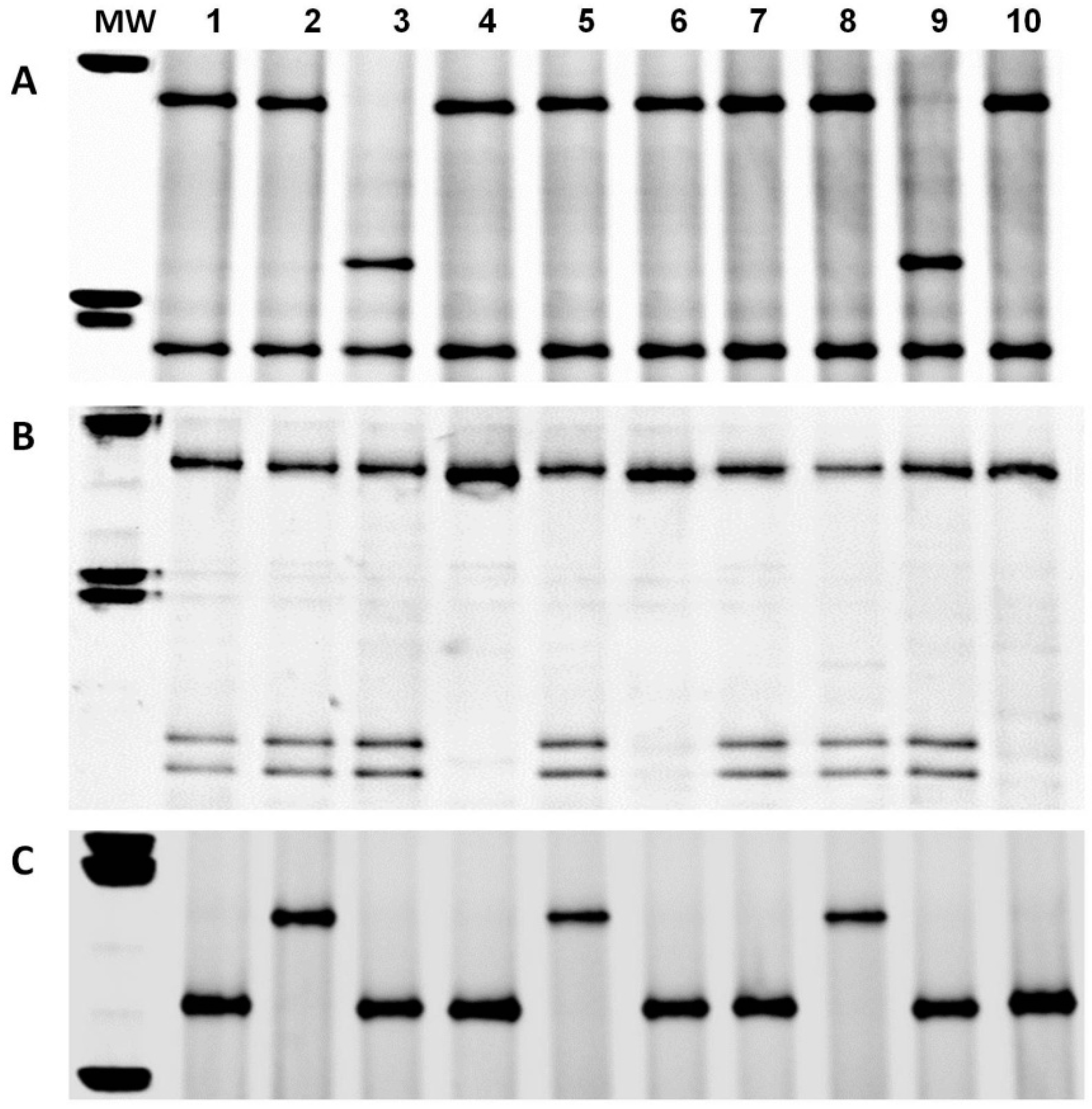 Agriculture 12 01196 g004