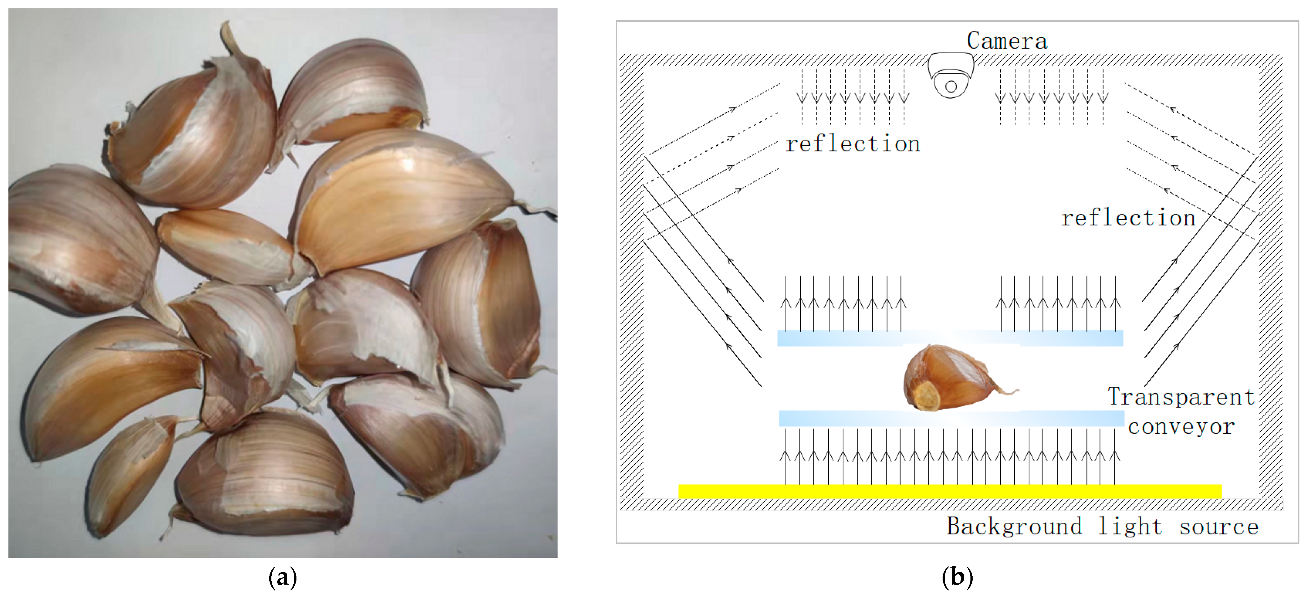 An Scientific Approach of Design and Development of a Garlic