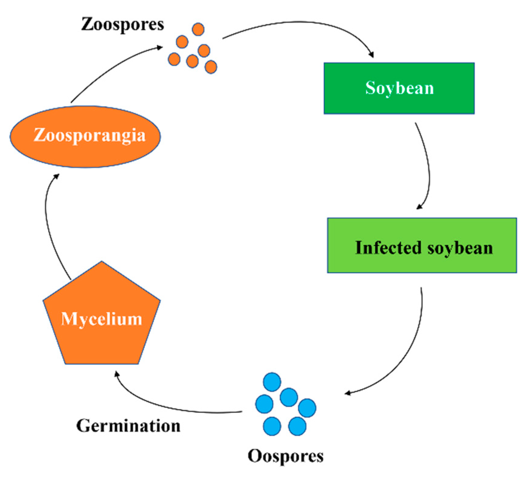 Effects of Fall Tillage on Soybean White Mold and Sudden Death Syndrome in  2011