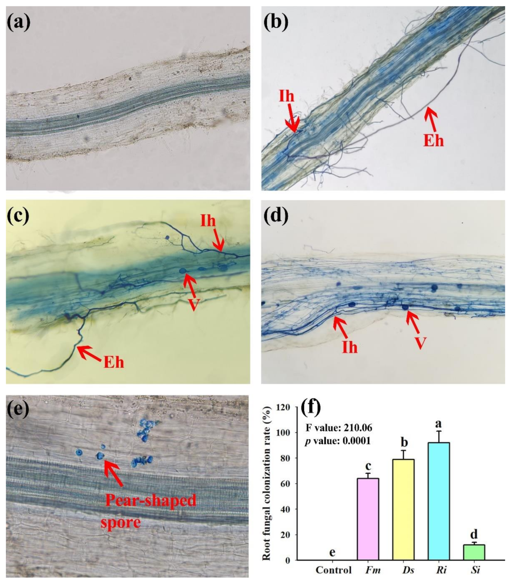 Agriculture | Free Full-Text | Effects of Symbiotic Fungi on 