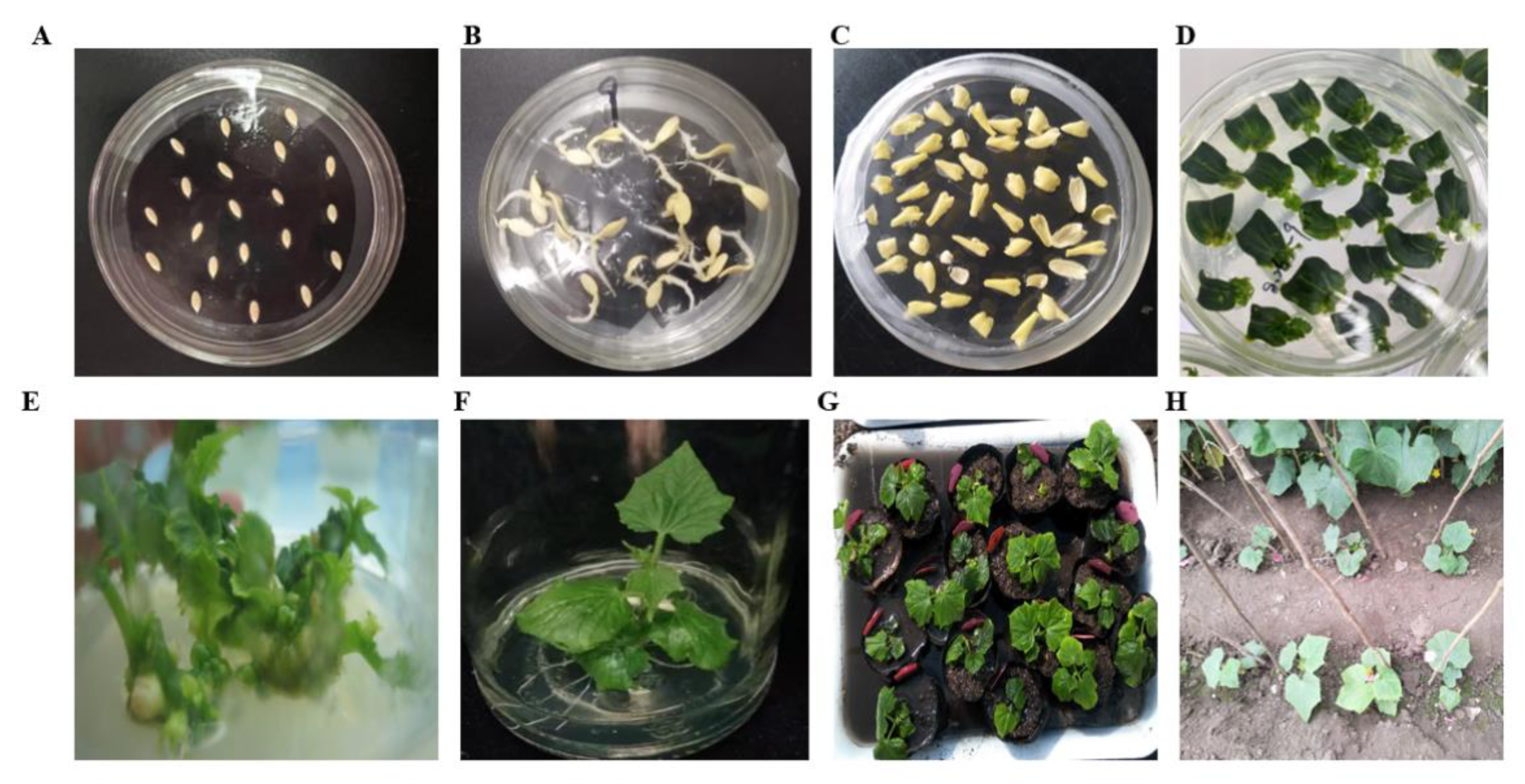 Agriculture 12 01528 g004