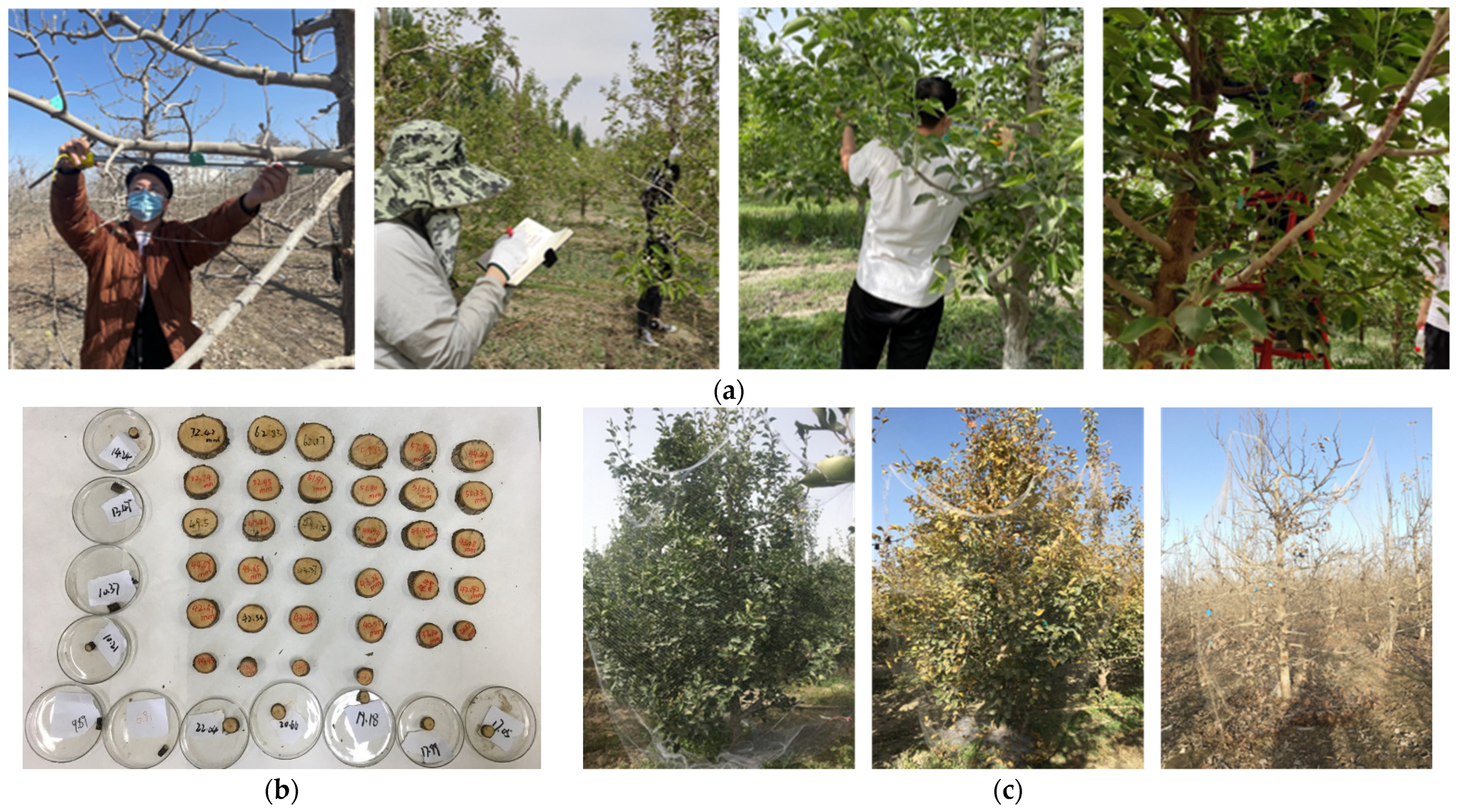 Agriculture | Free Full-Text | Pear Tree Growth Simulation and