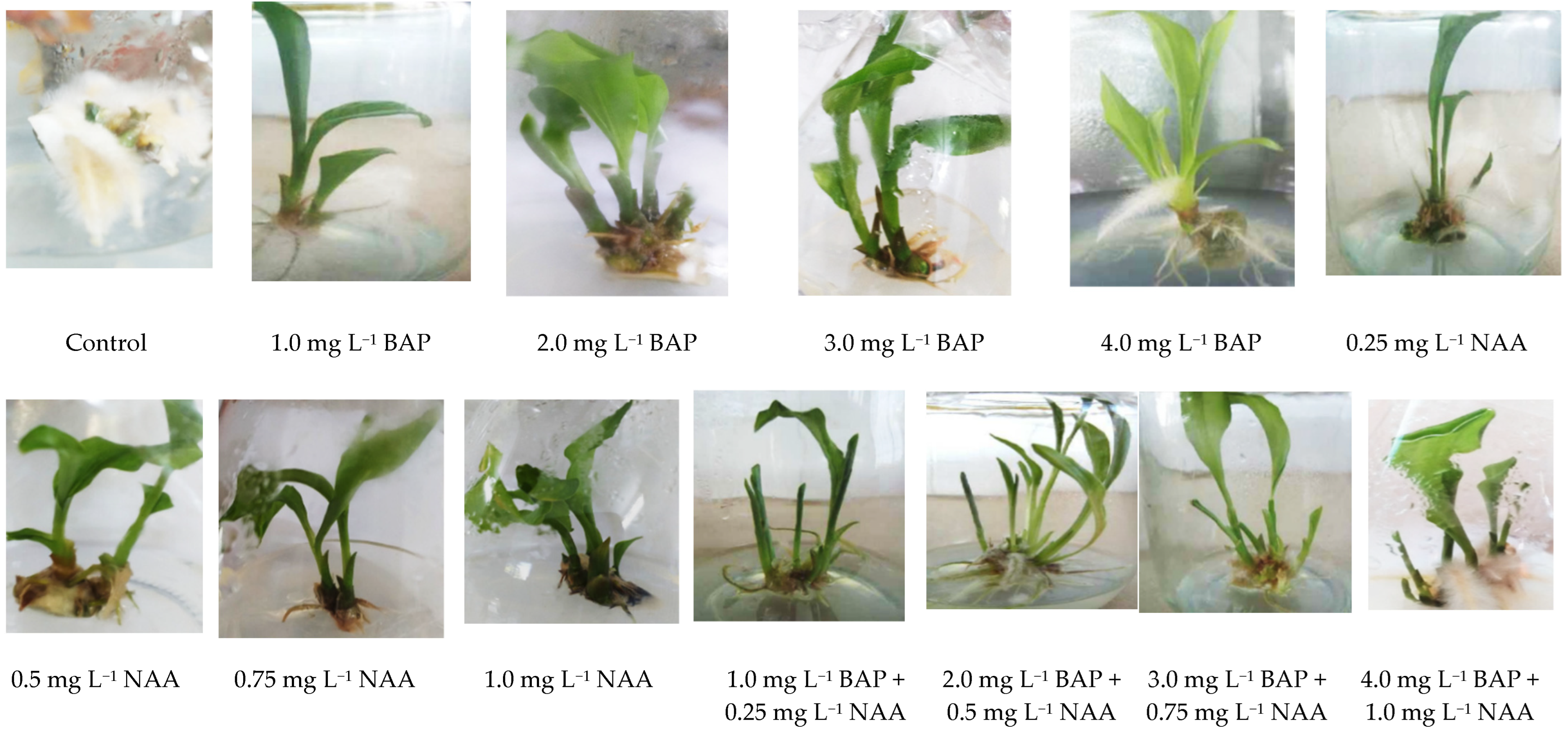 Agriculture 12 01766 g003