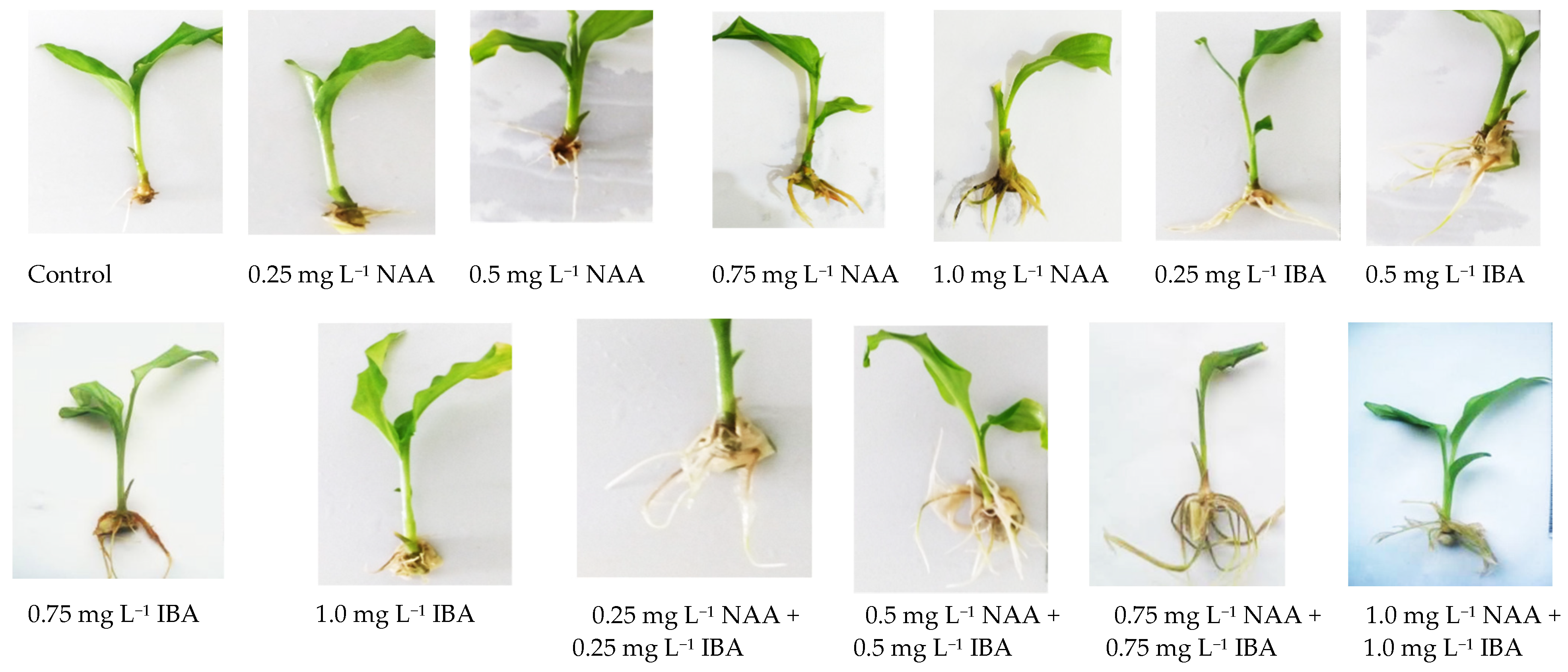 Agriculture 12 01766 g004
