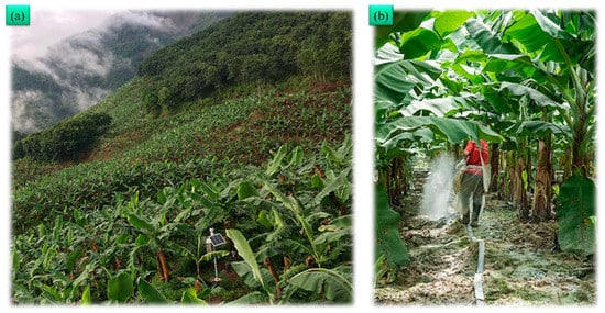 a) Banana bunch; (b) axial view of a banana; (c) lateral view of a