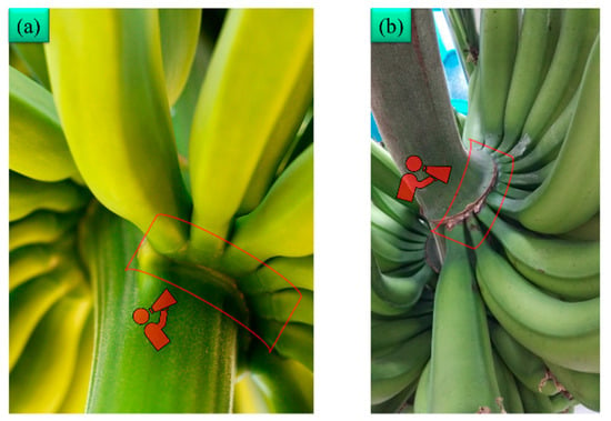 a) Banana bunch; (b) axial view of a banana; (c) lateral view of a