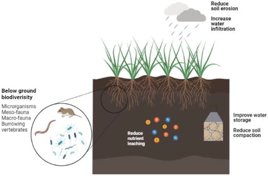 Agriculture | Free Full-Text | Cover Crops For Sustainable Cropping ...