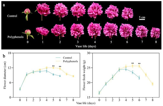 Agriculture | Free Full-Text | Herbaceous Peony Polyphenols Extend the ...