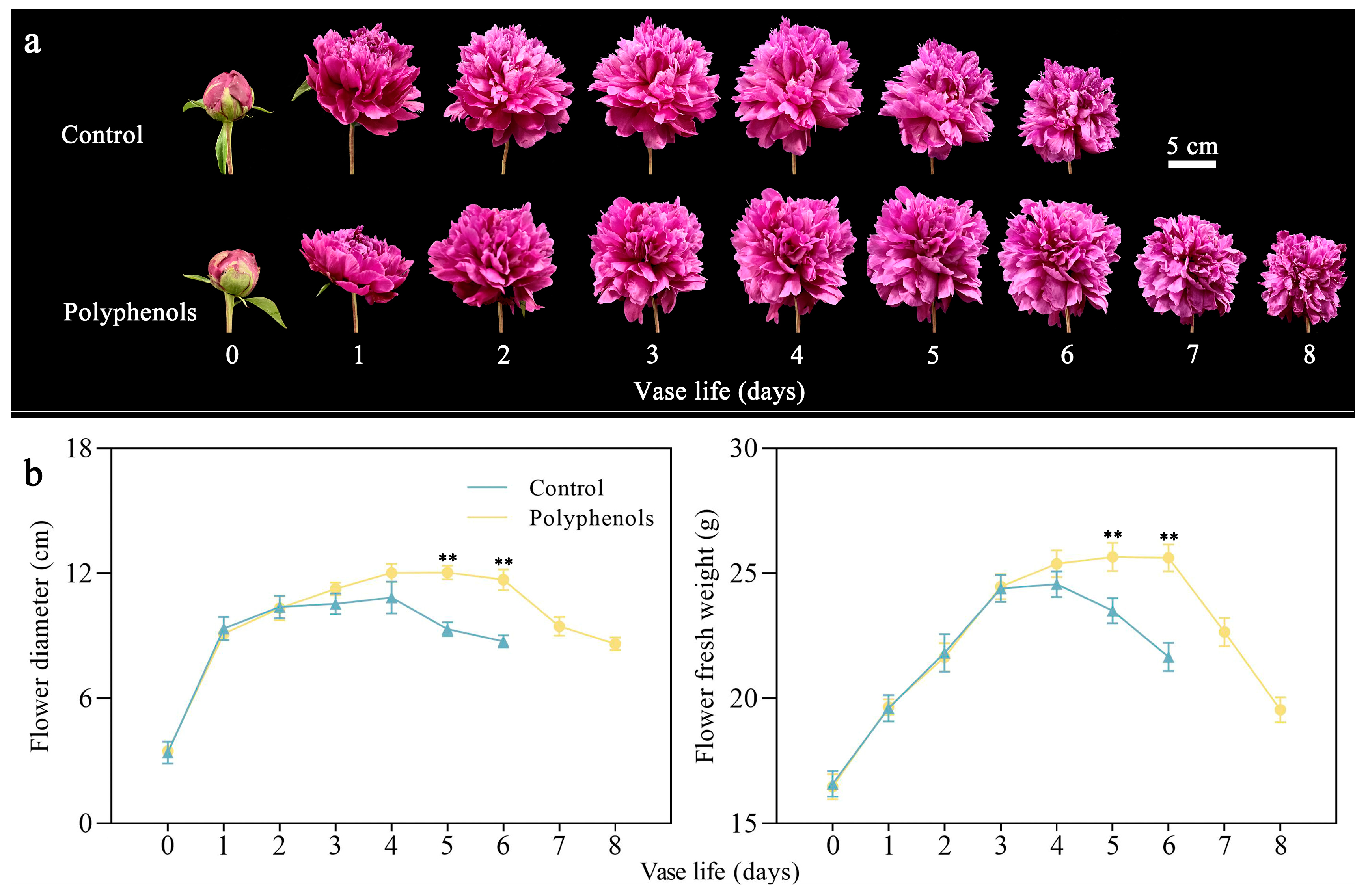 Agriculture | Free Full-Text | Herbaceous Peony Polyphenols Extend the Vase  Life of Cut Flowers