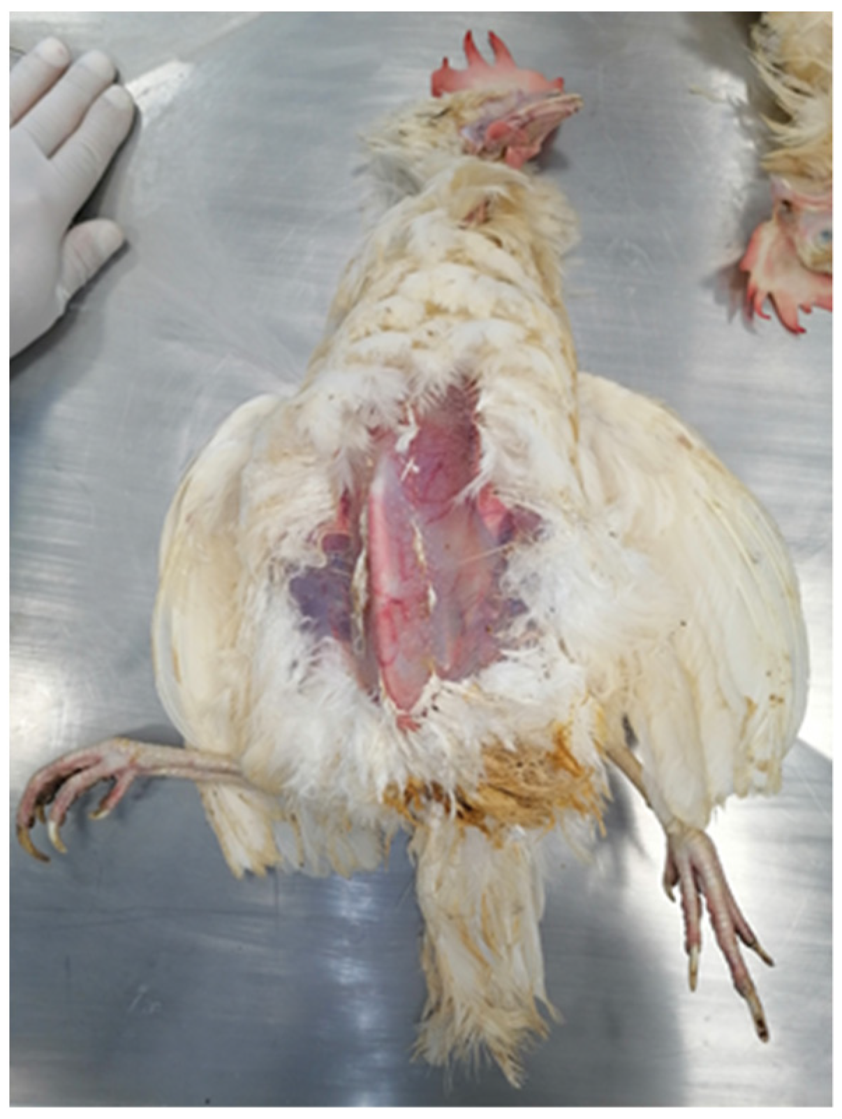 Agriculture 13 00138 g003