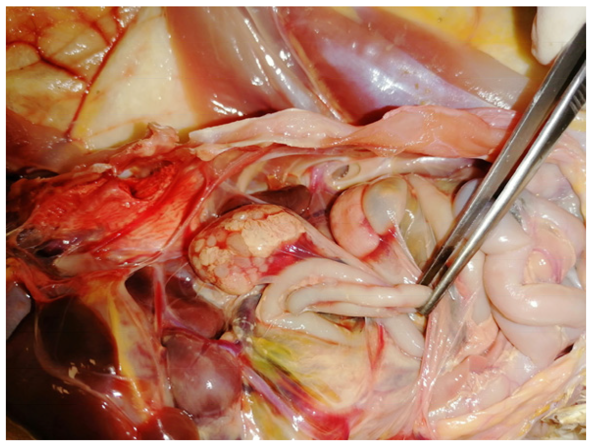 Agriculture 13 00138 g004