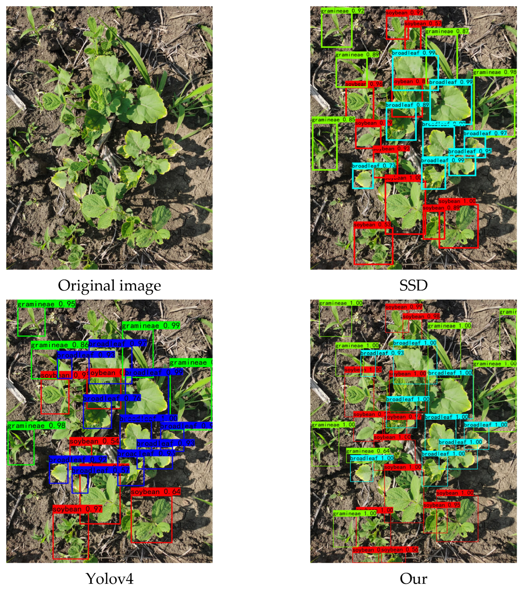 a) Weed population, (b) weed sample location, and (c) soybean